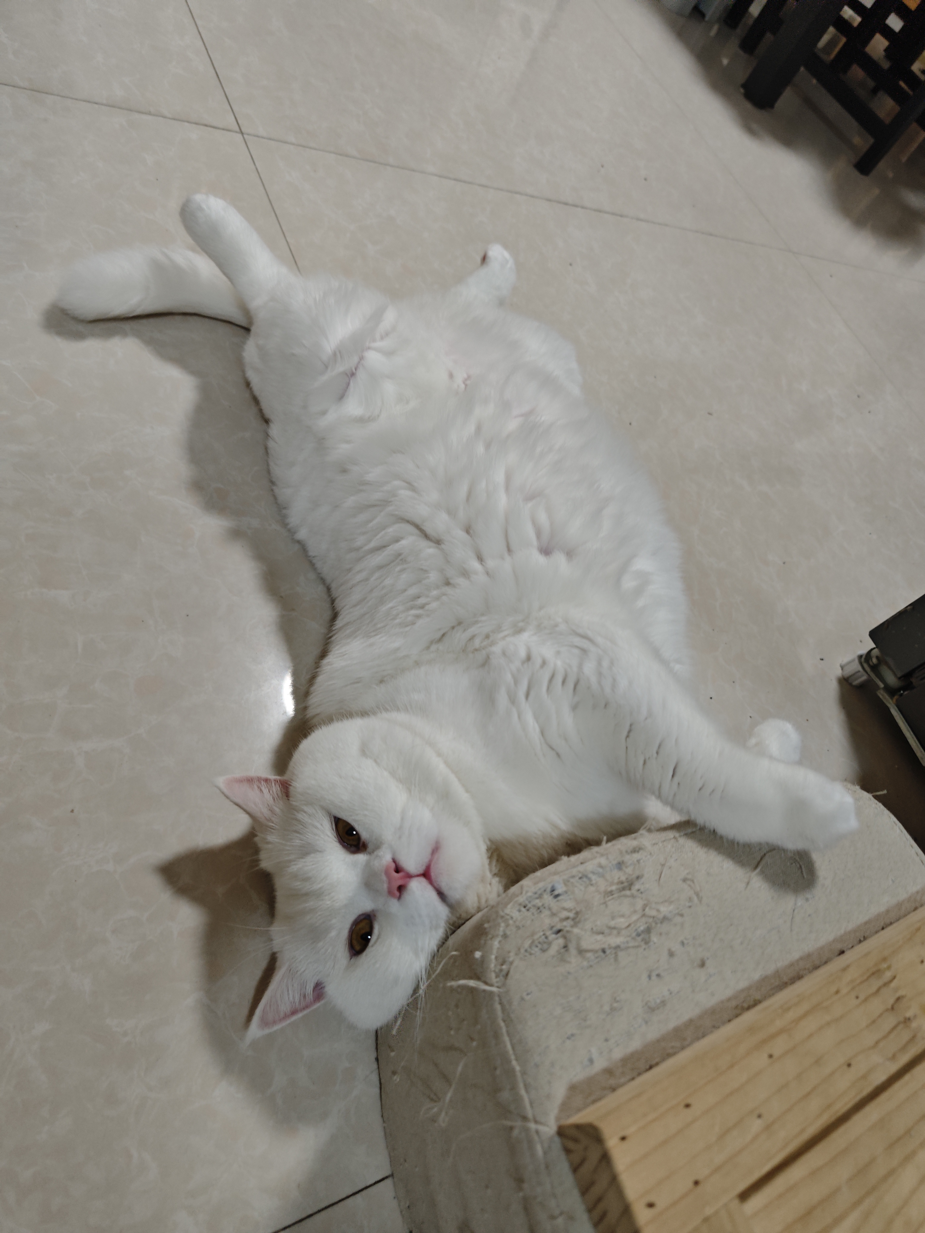 猫咪照片