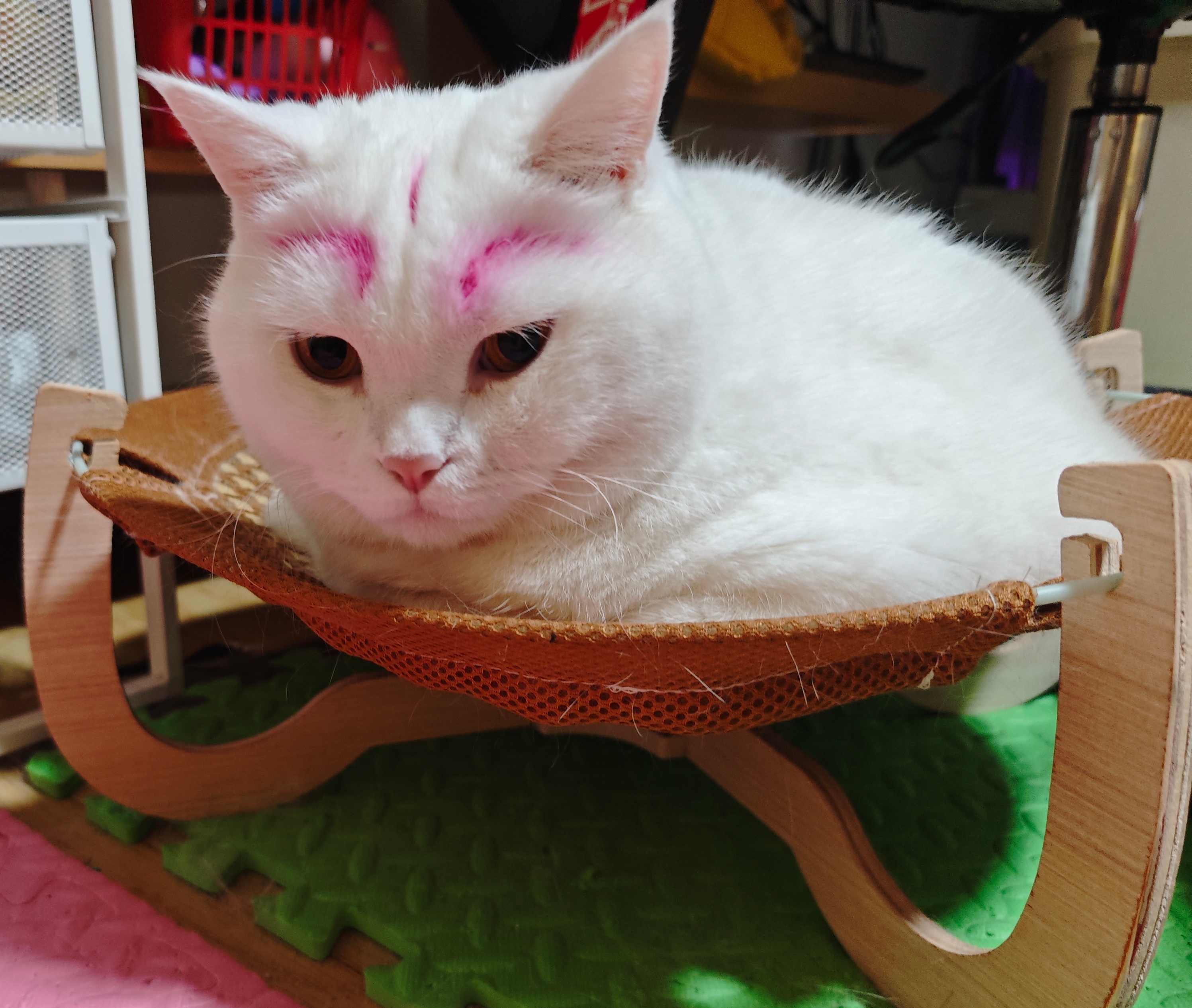 猫咪照片