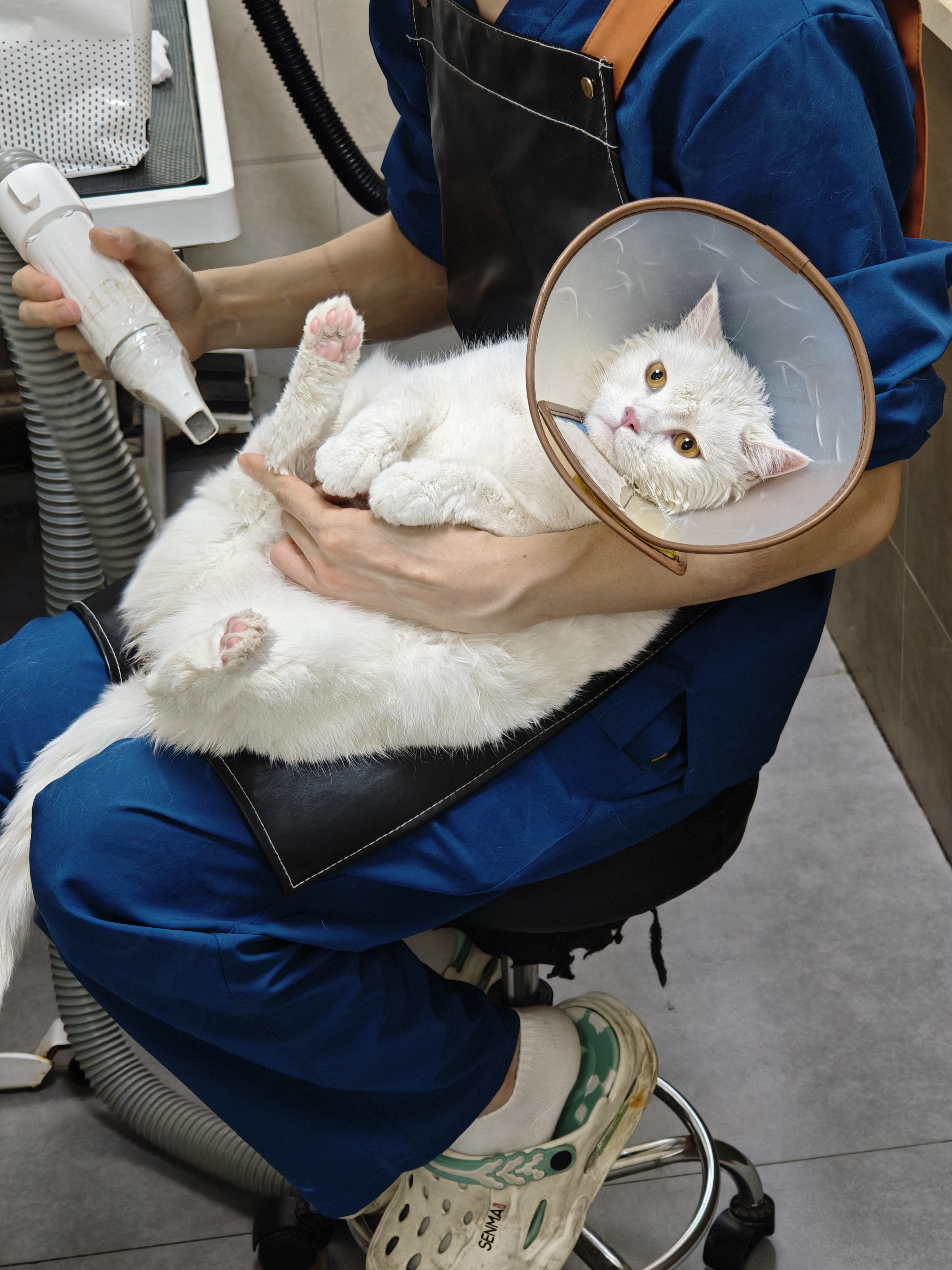 猫咪照片