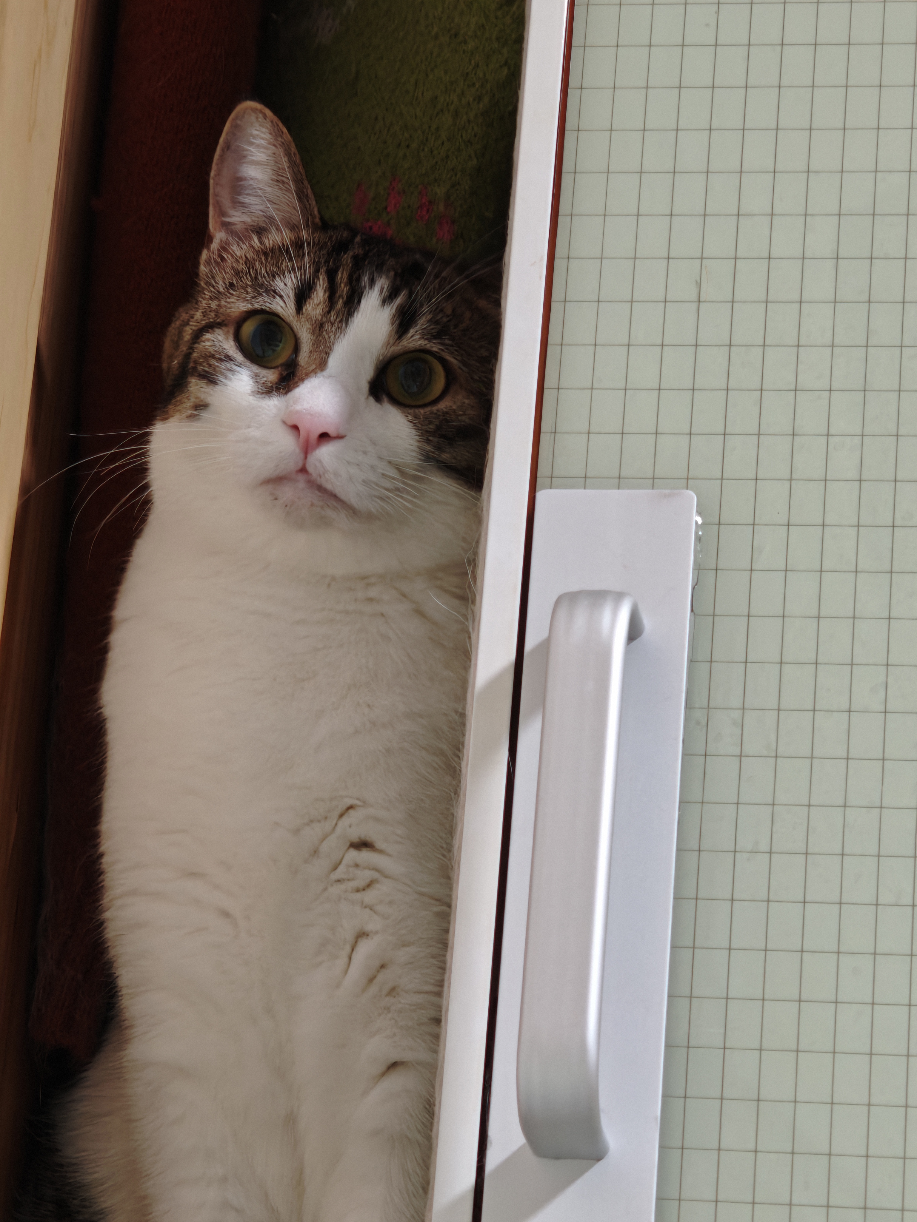 猫咪照片