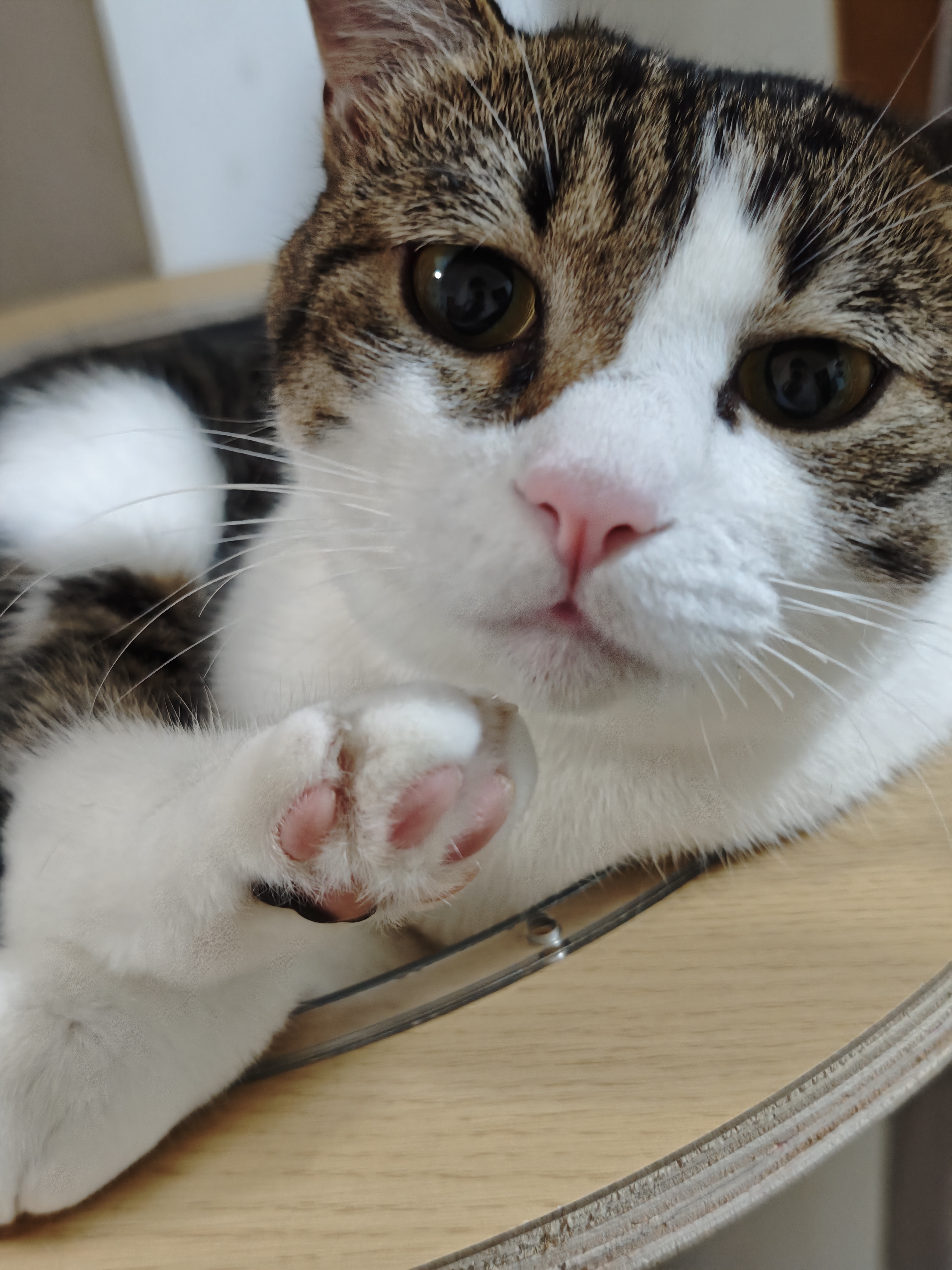 猫咪照片