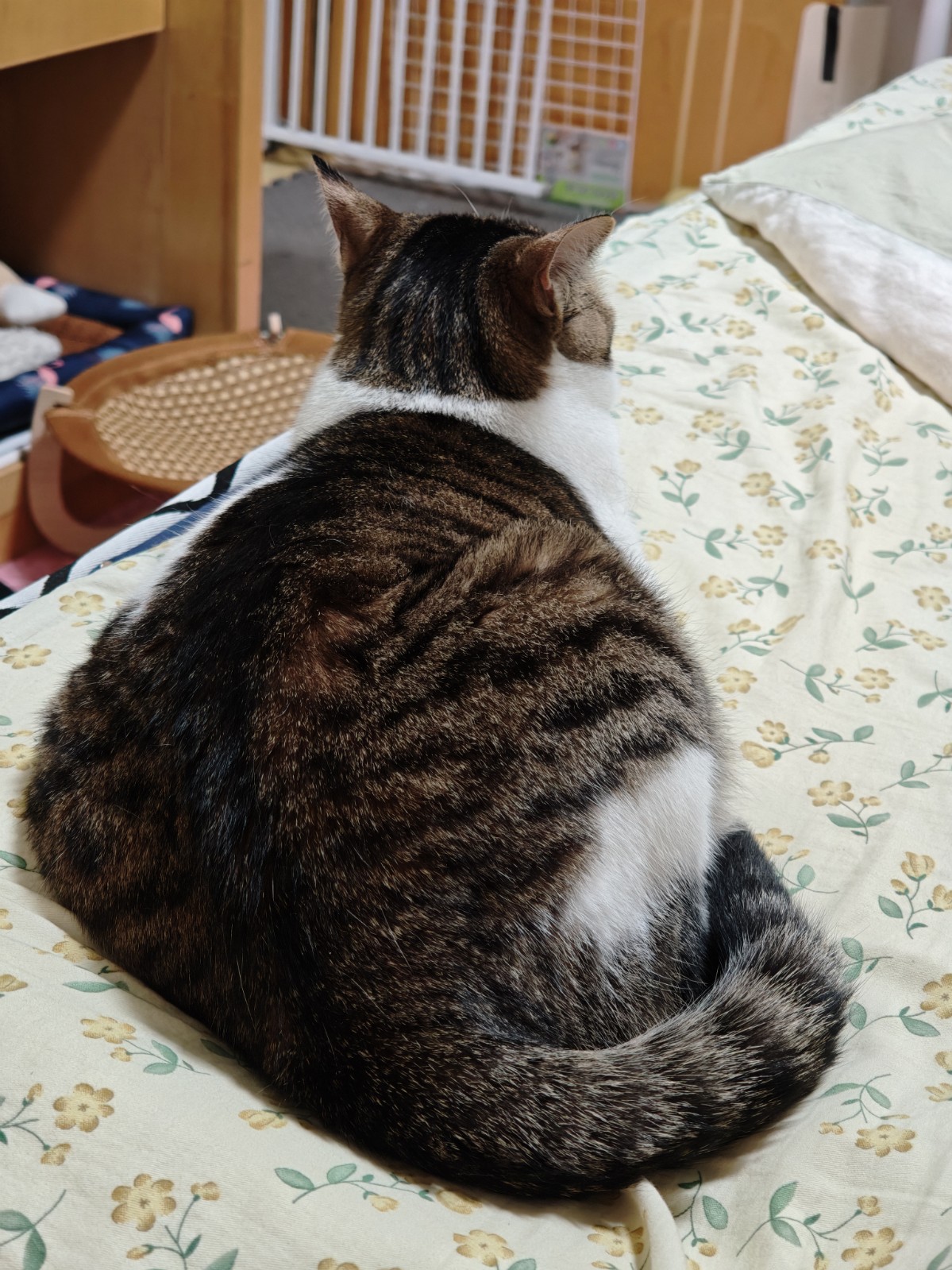 猫咪照片