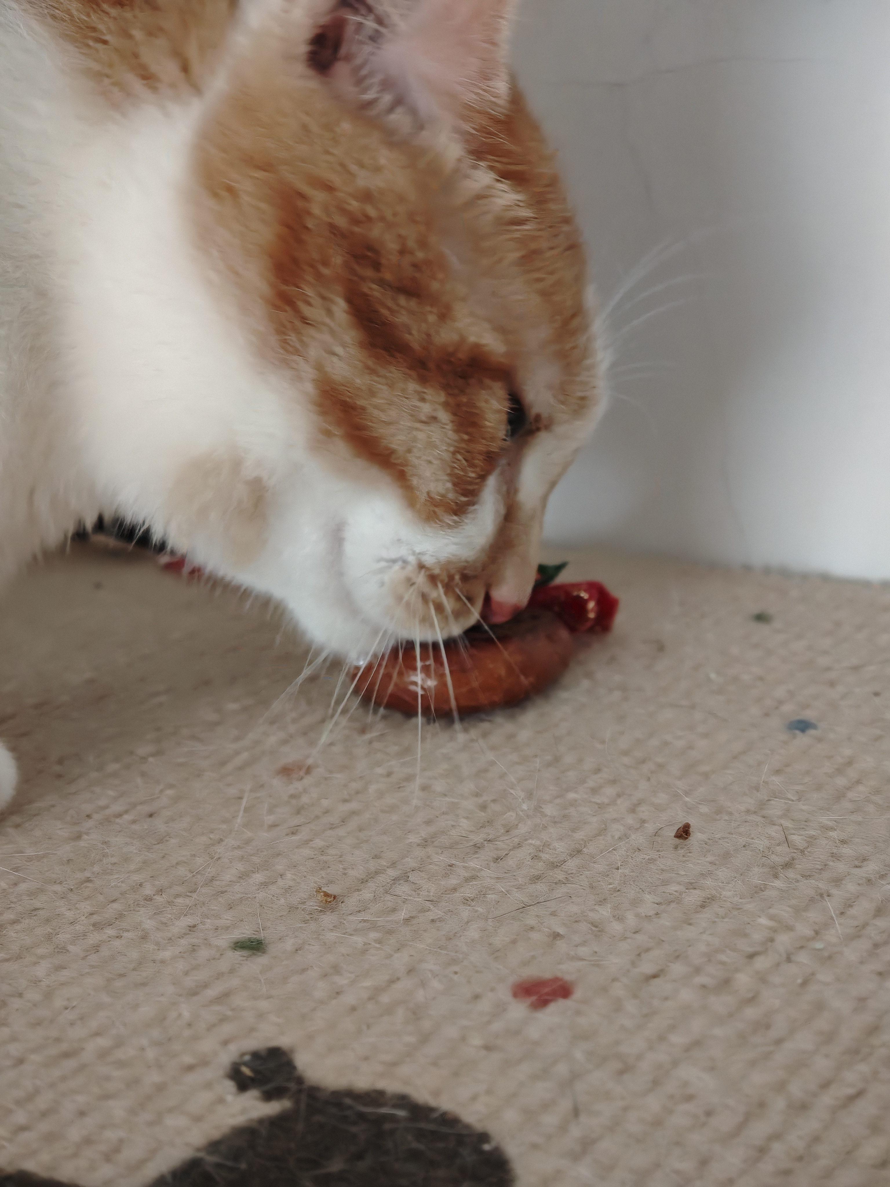 猫咪照片