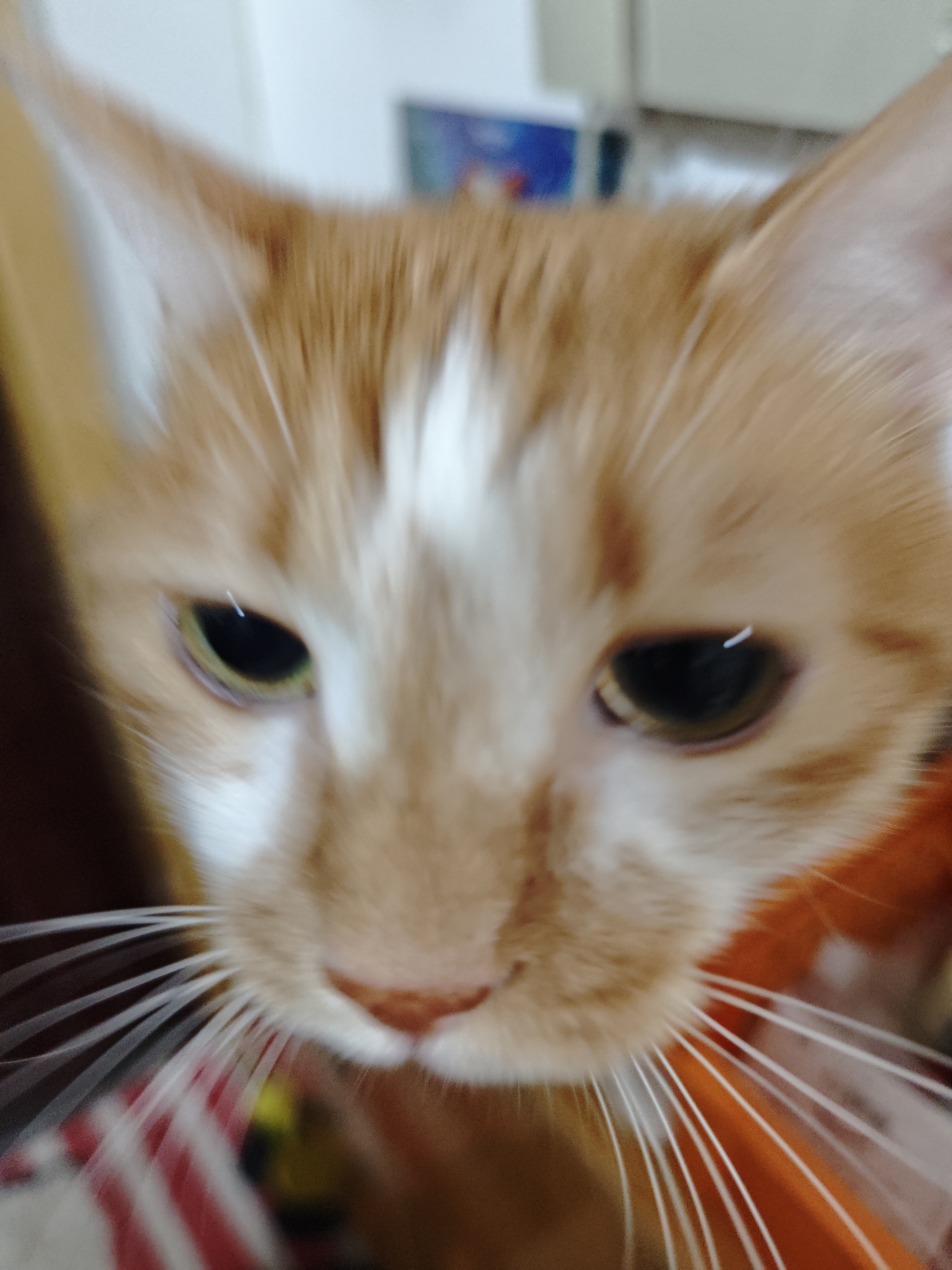猫咪照片