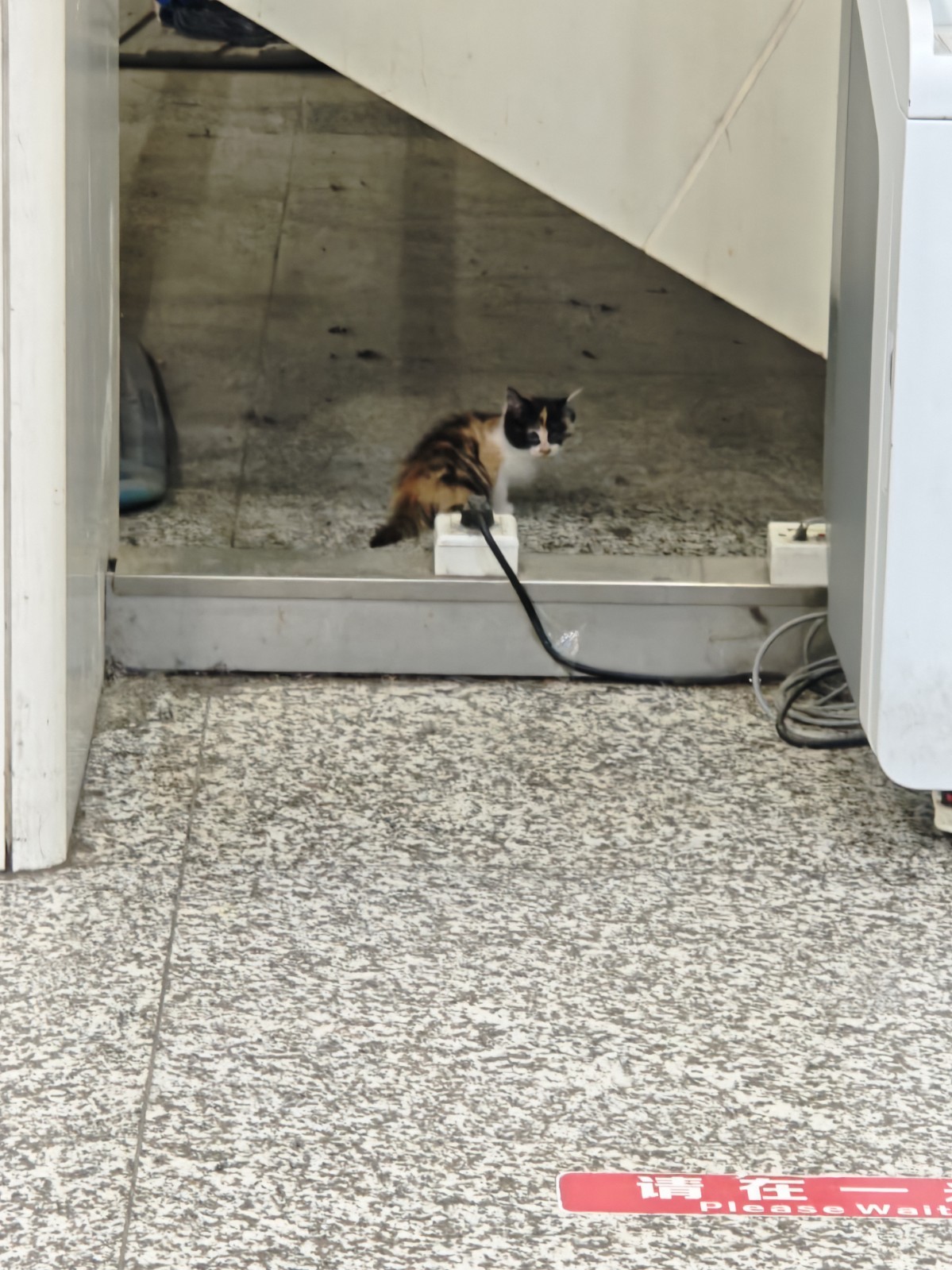 猫咪照片