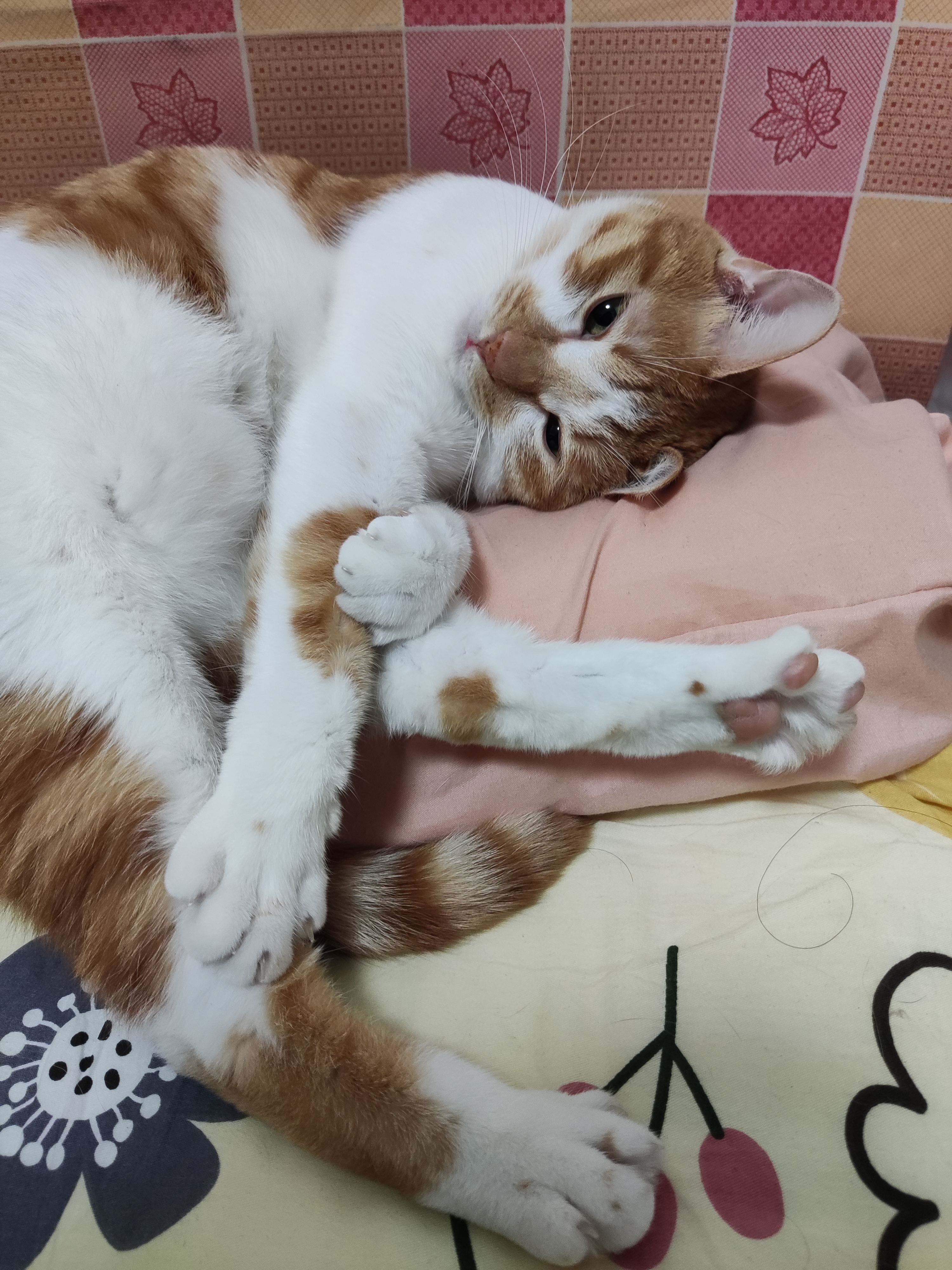 猫咪照片