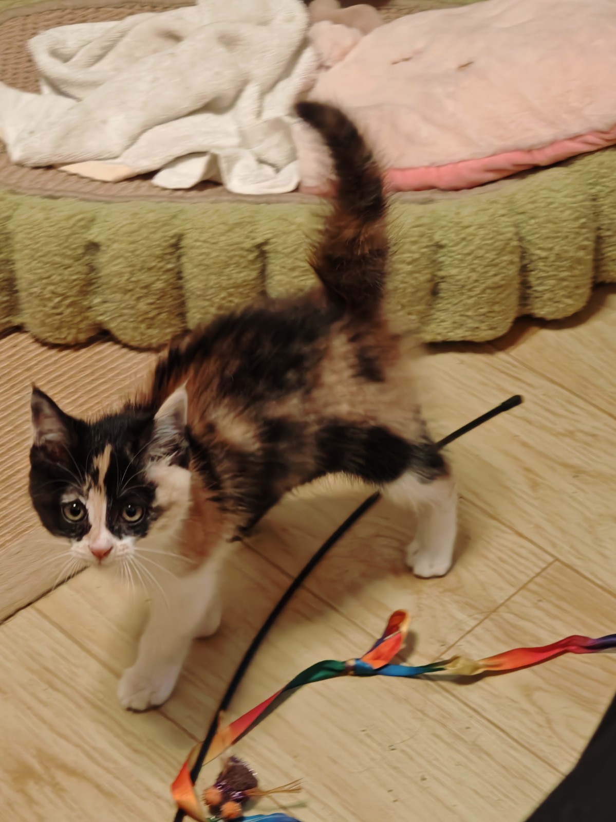 猫咪照片