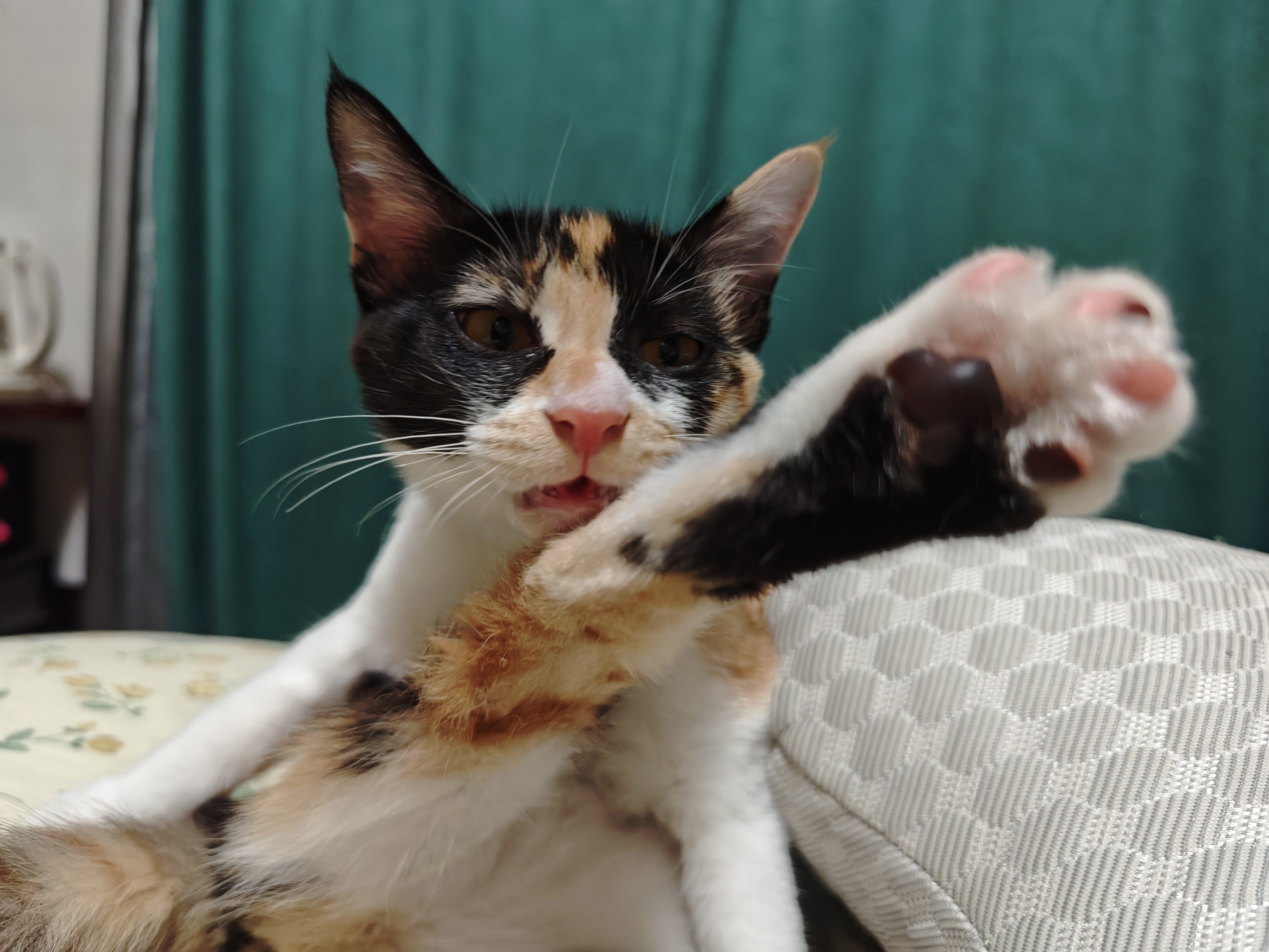 猫咪照片