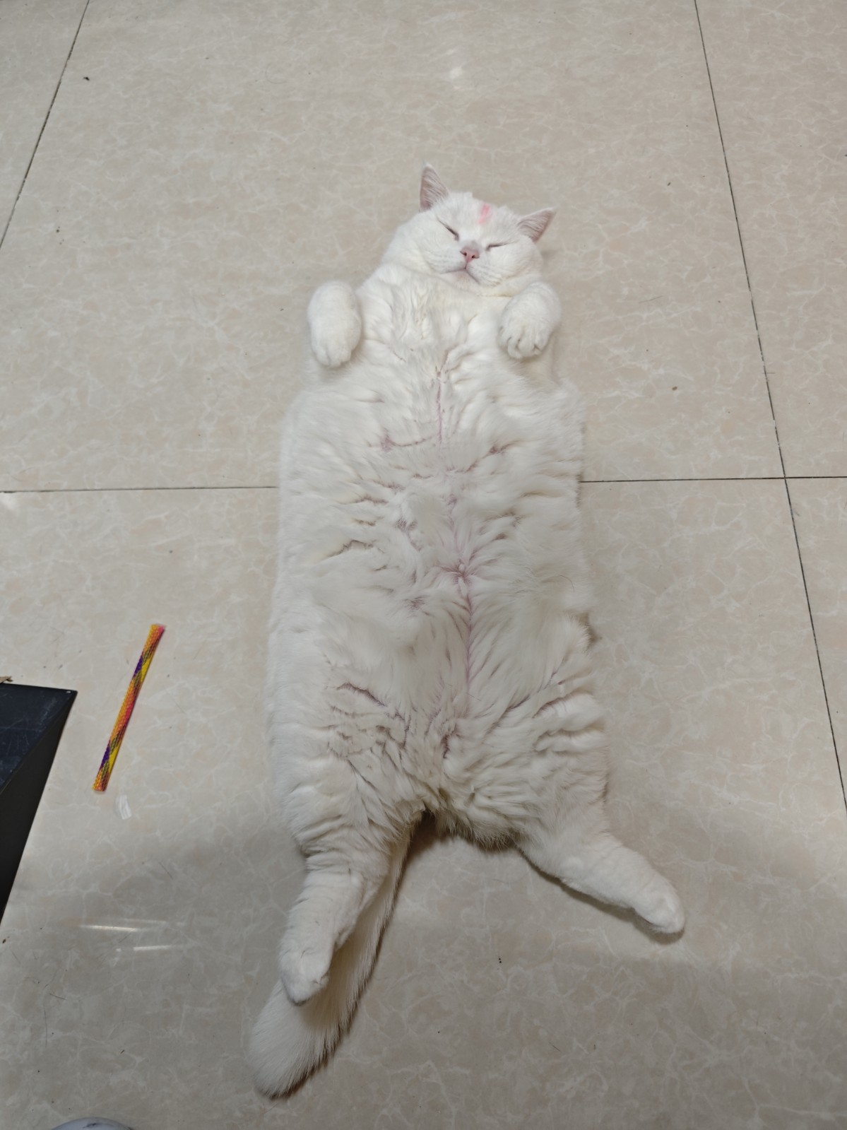 猫咪照片