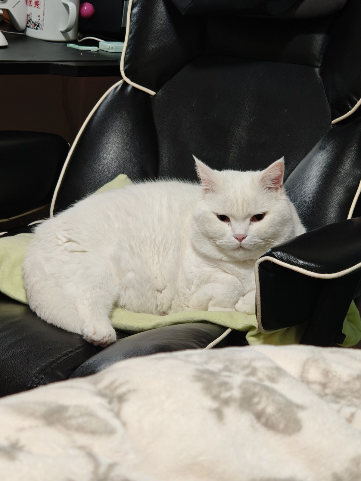 猫咪照片