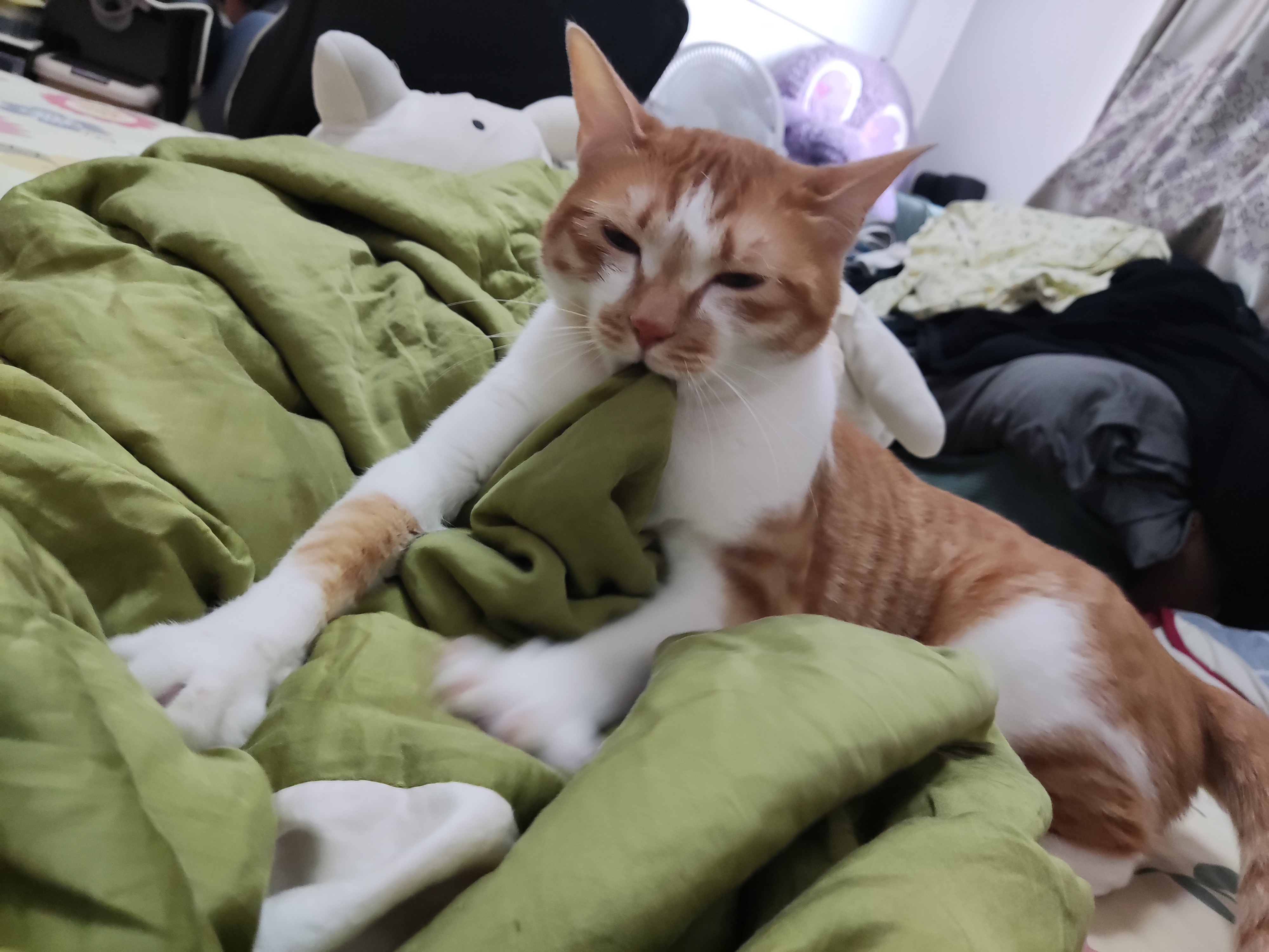 猫咪照片