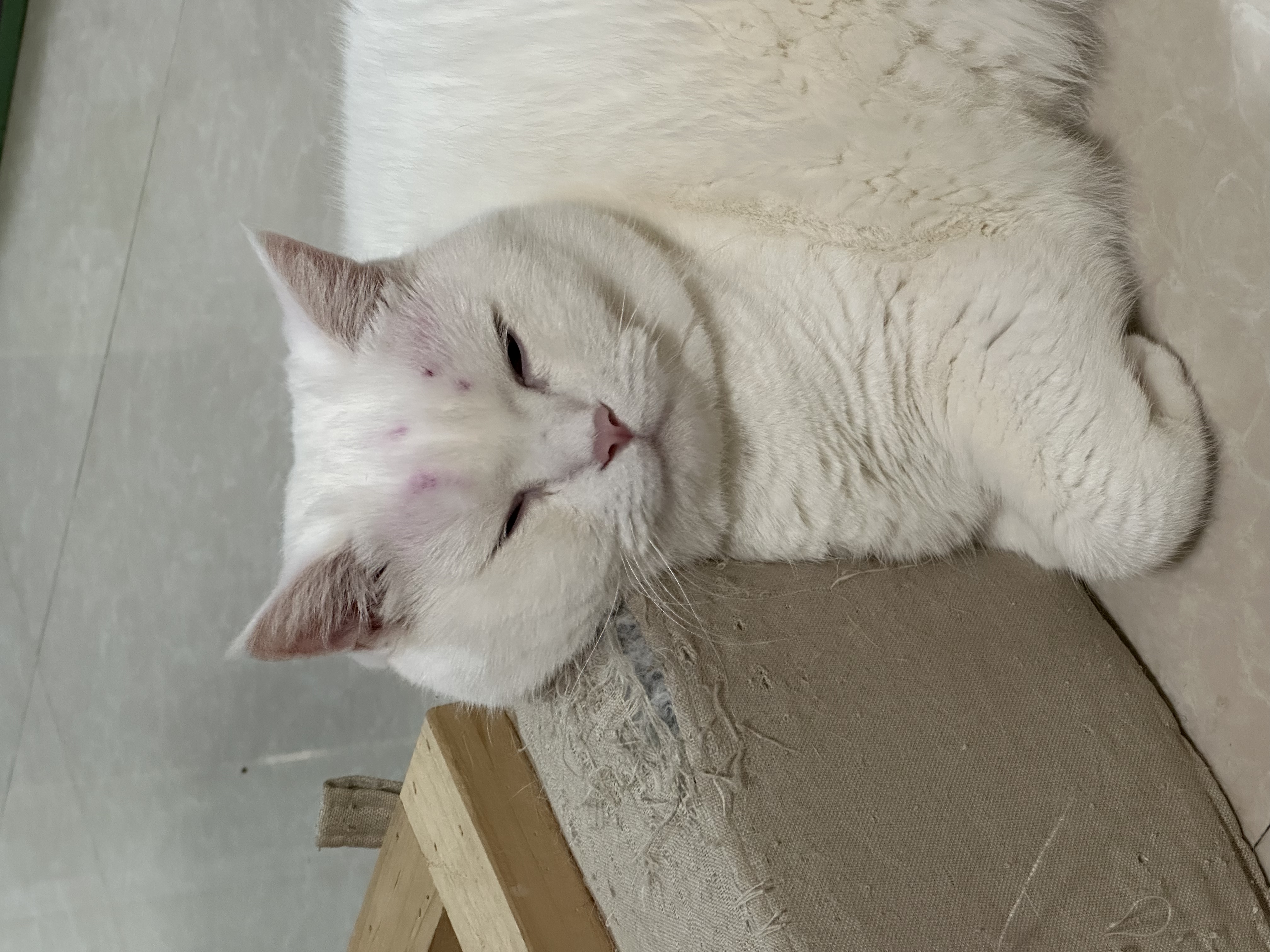 猫咪照片