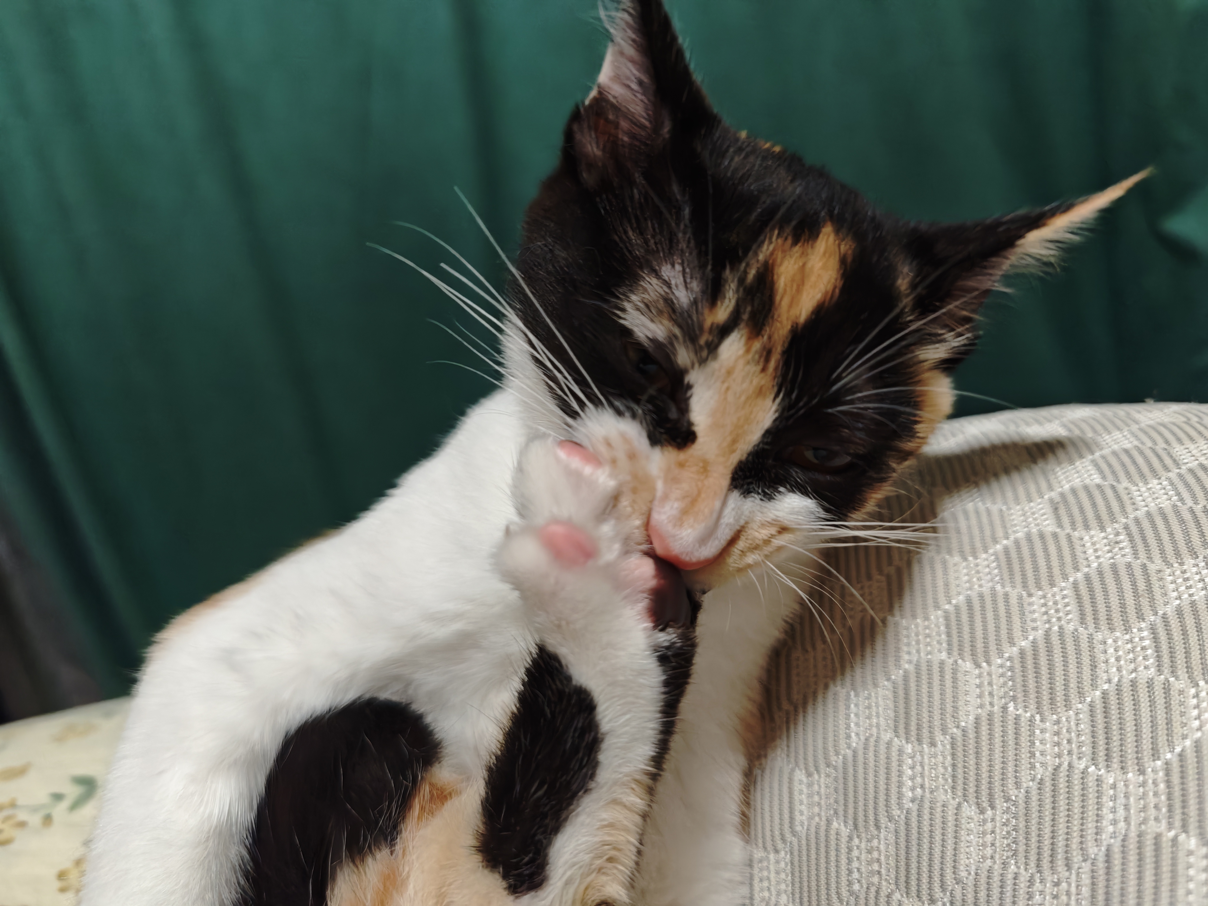 猫咪照片