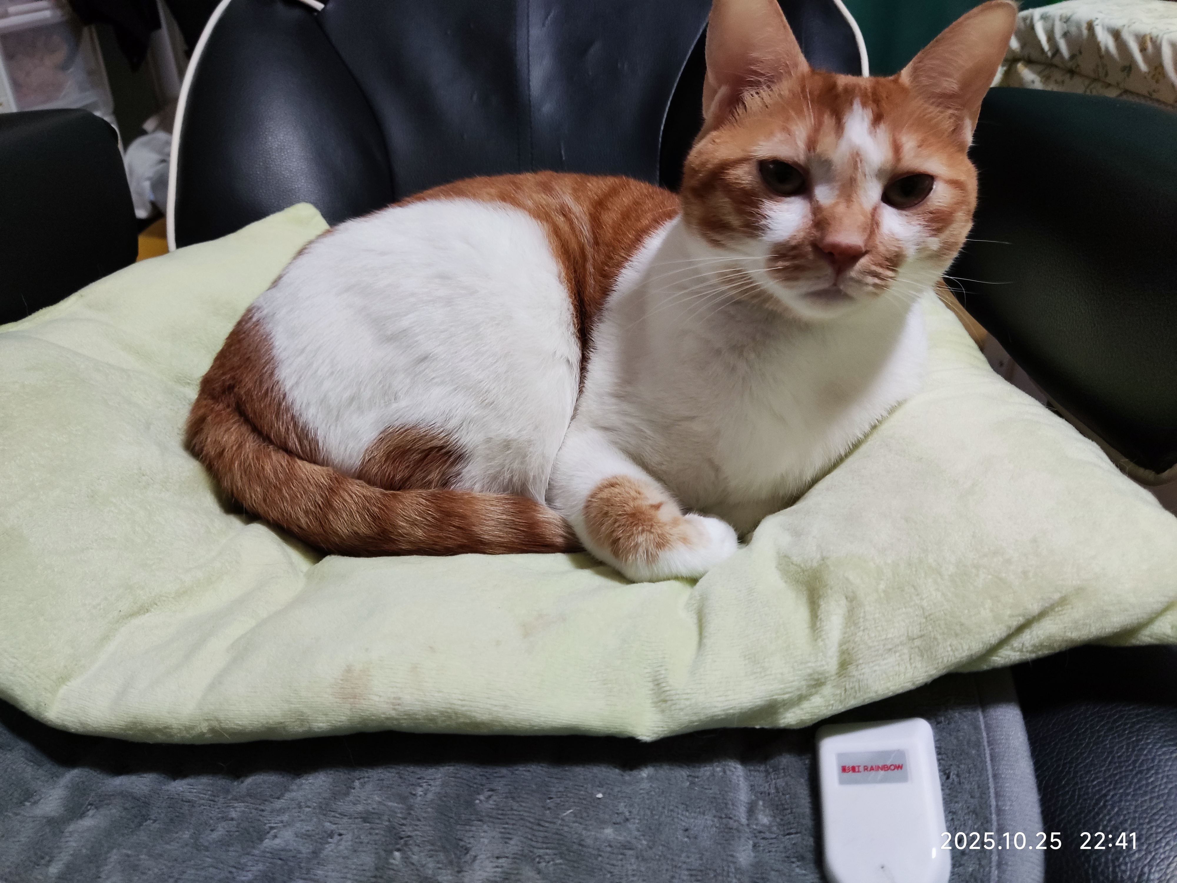 猫咪照片
