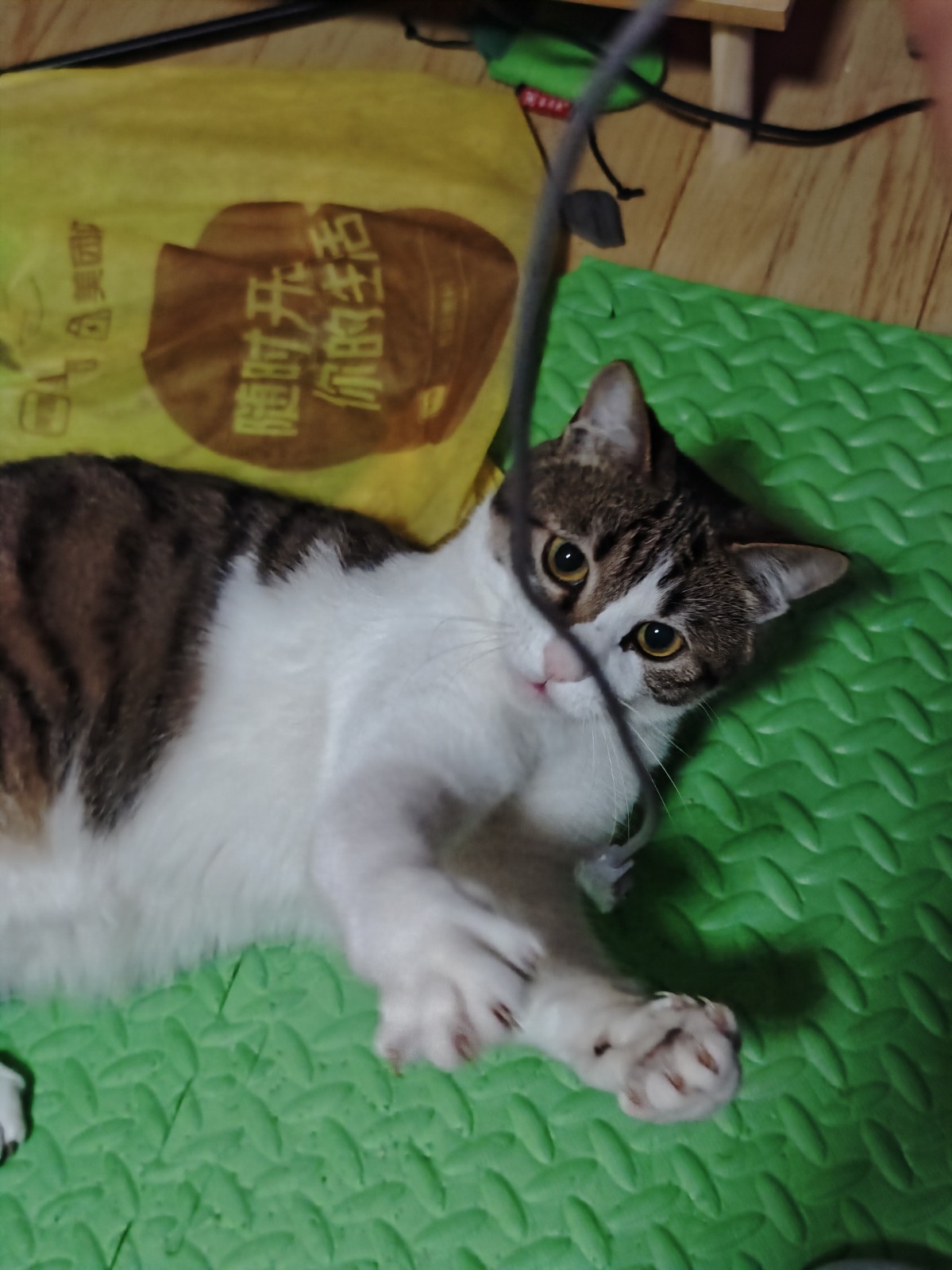 猫咪照片