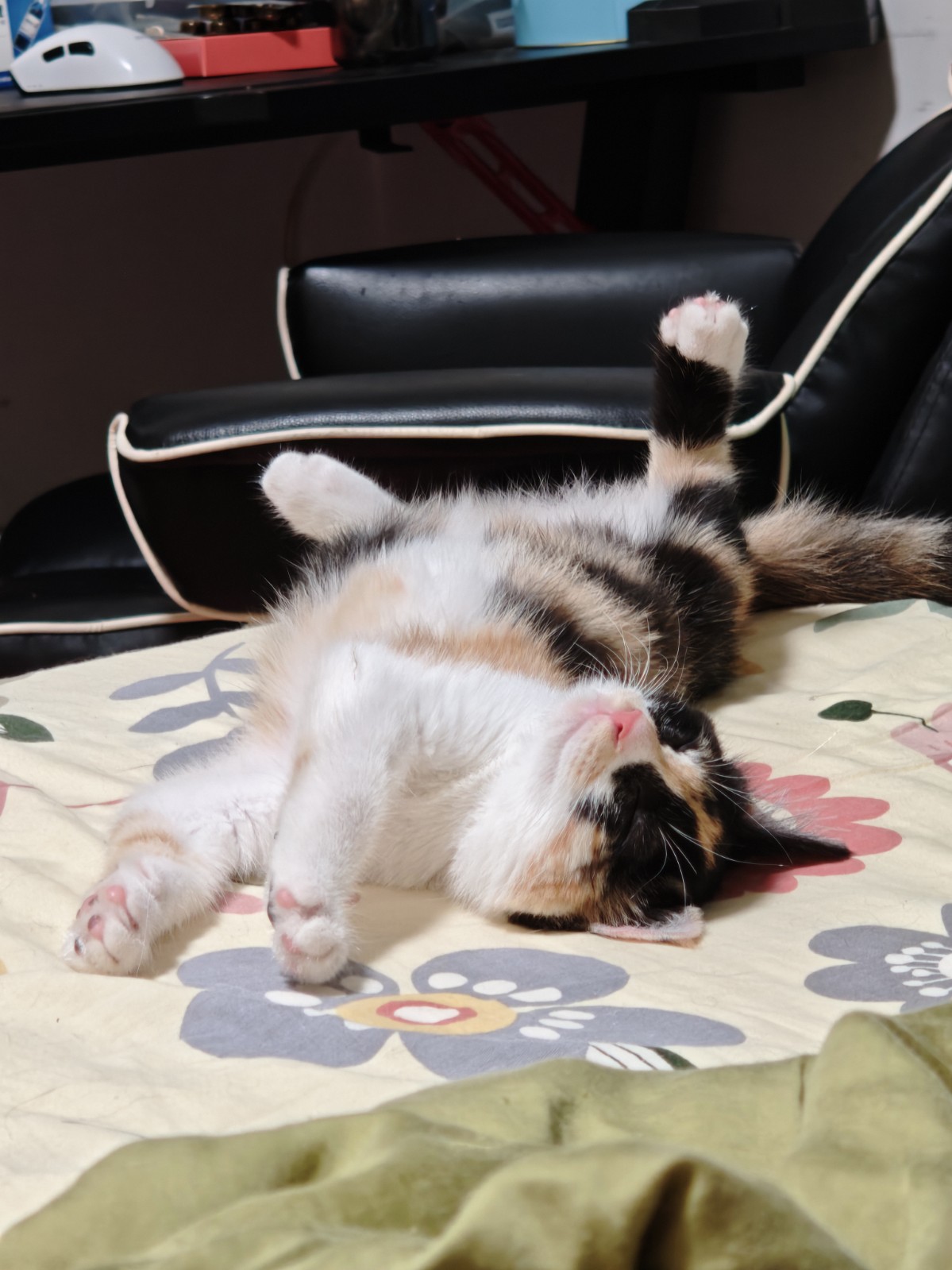 猫咪照片