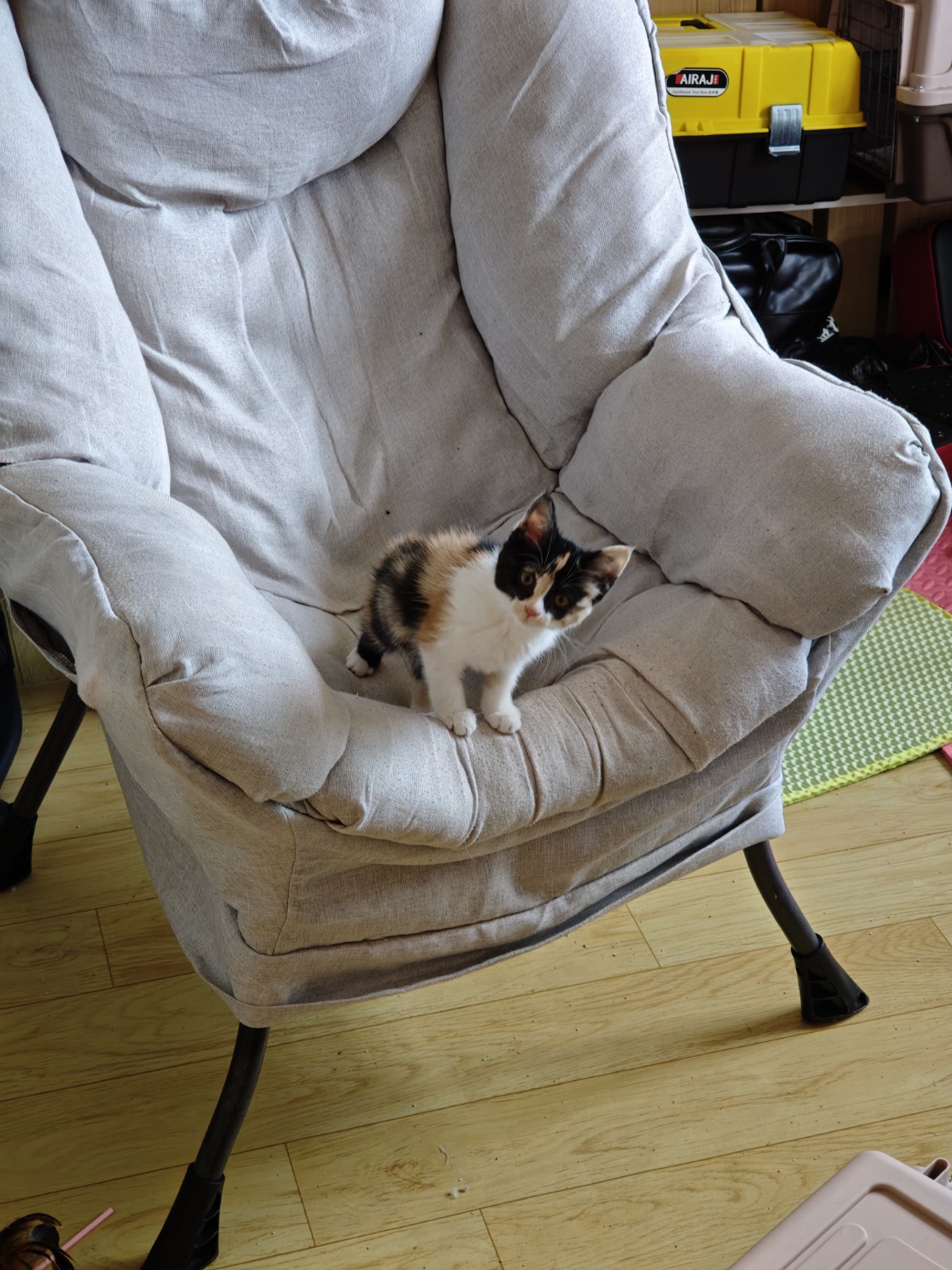 猫咪照片