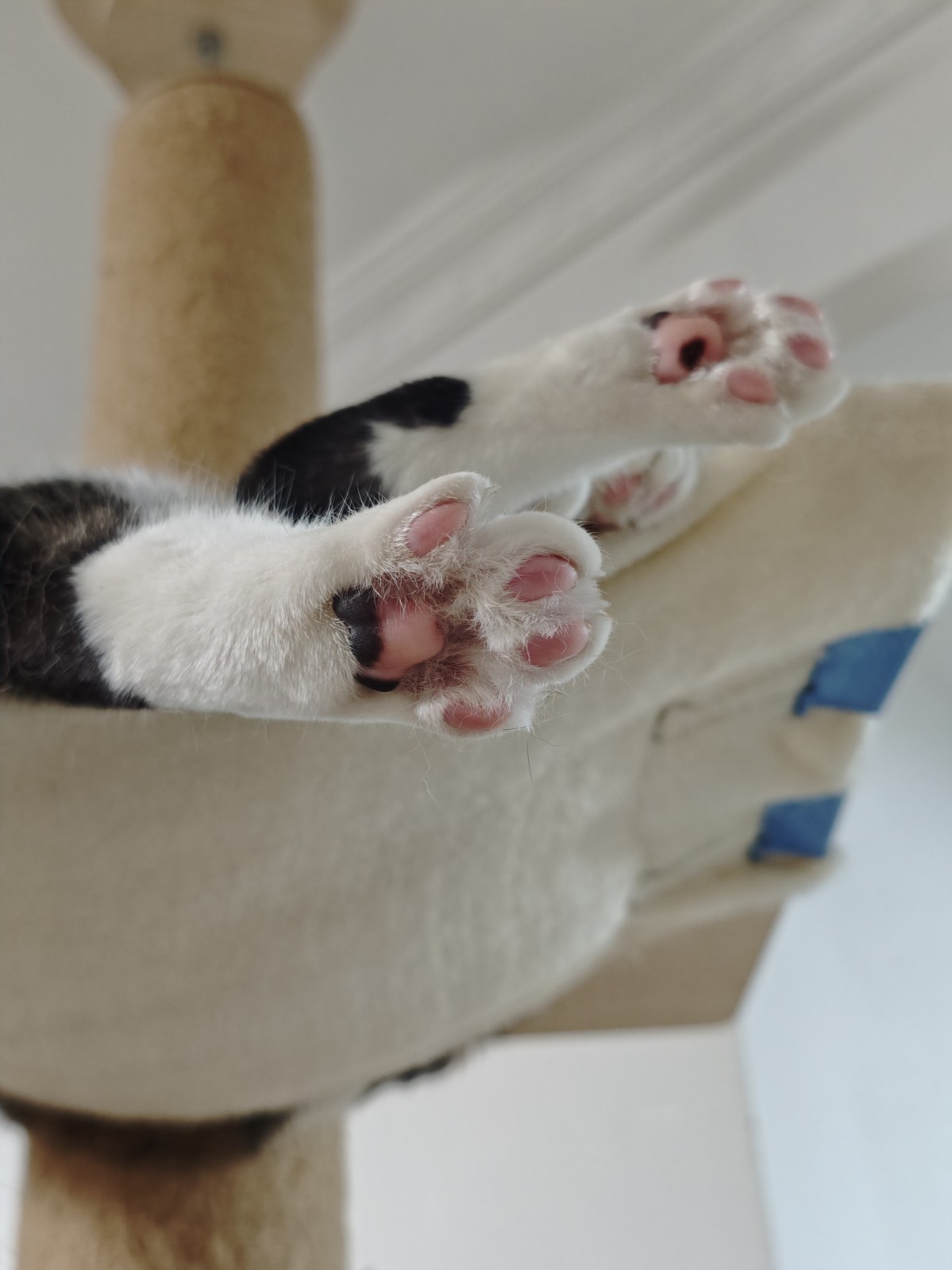猫咪照片