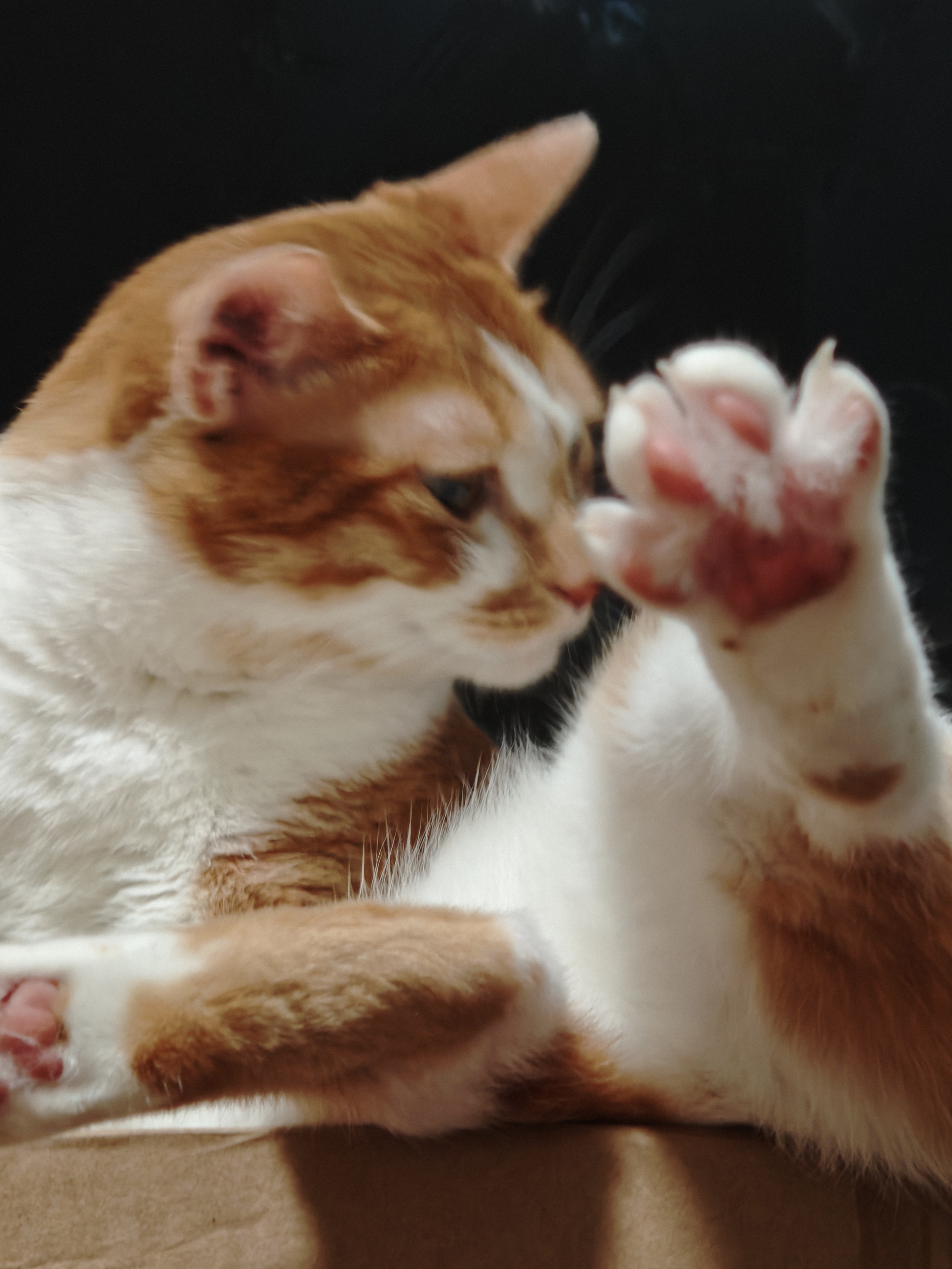 猫咪照片