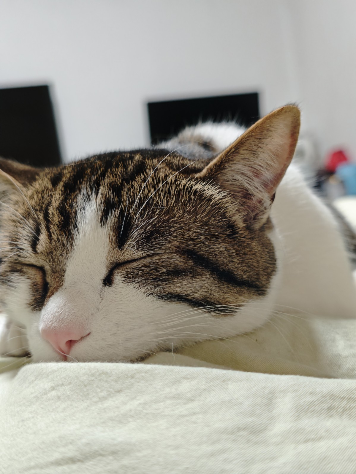 猫咪照片