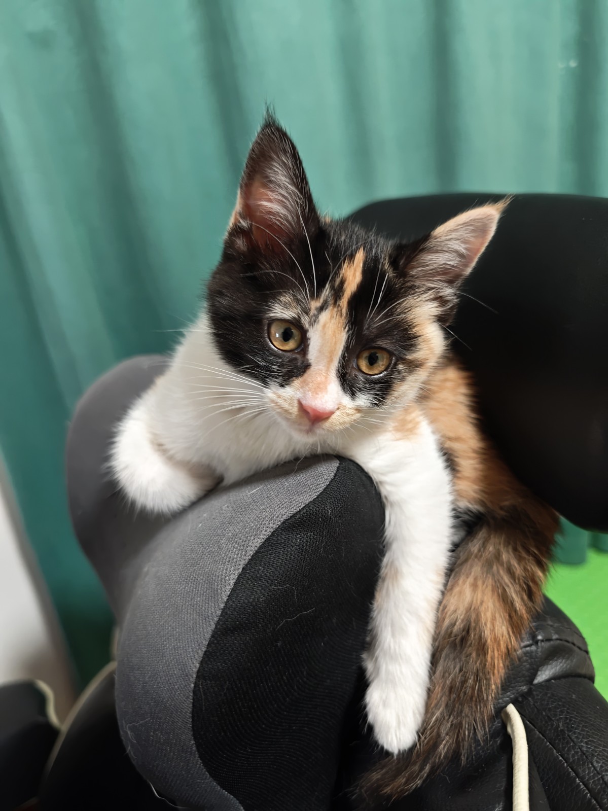 猫咪照片