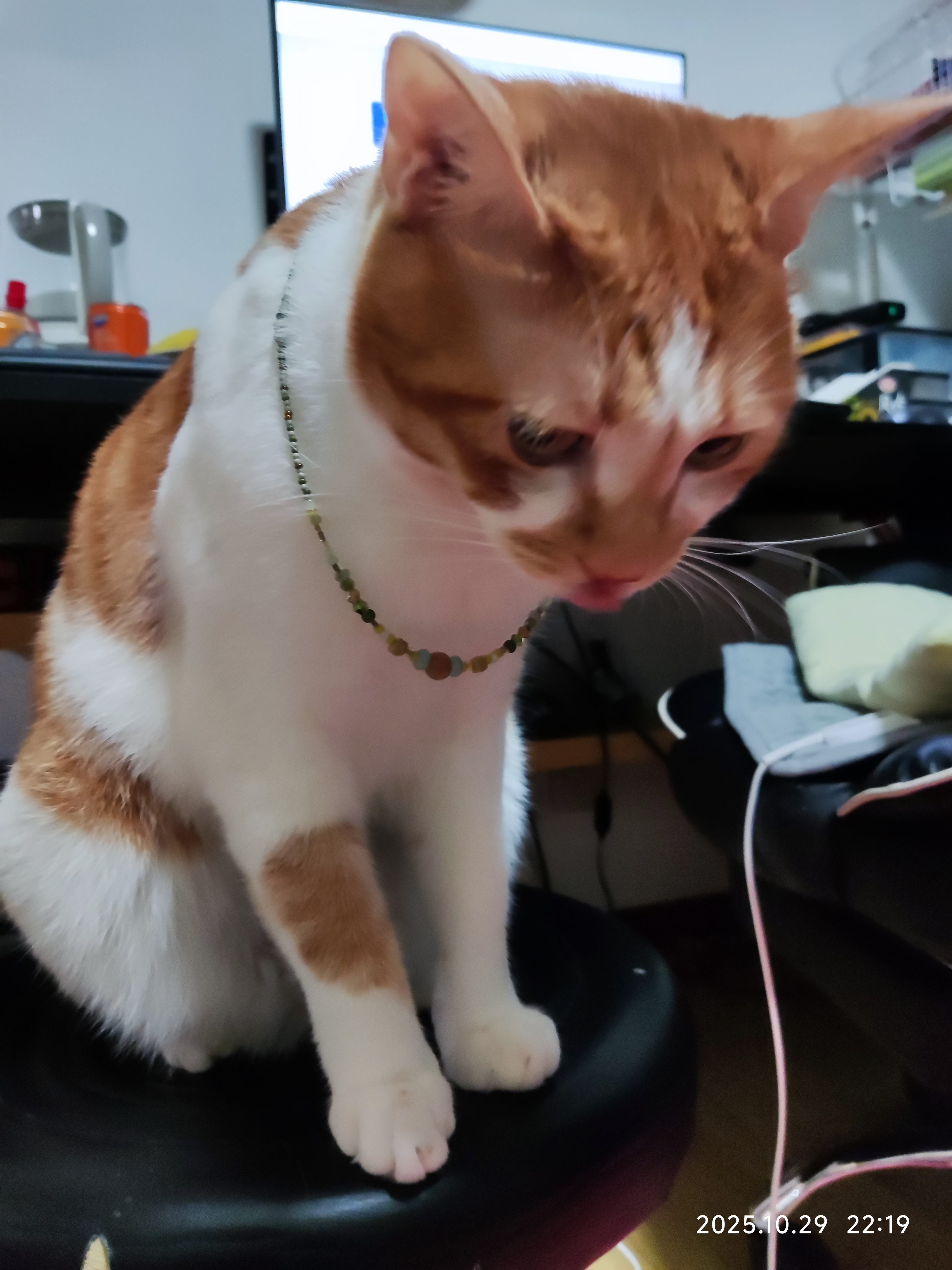 猫咪照片