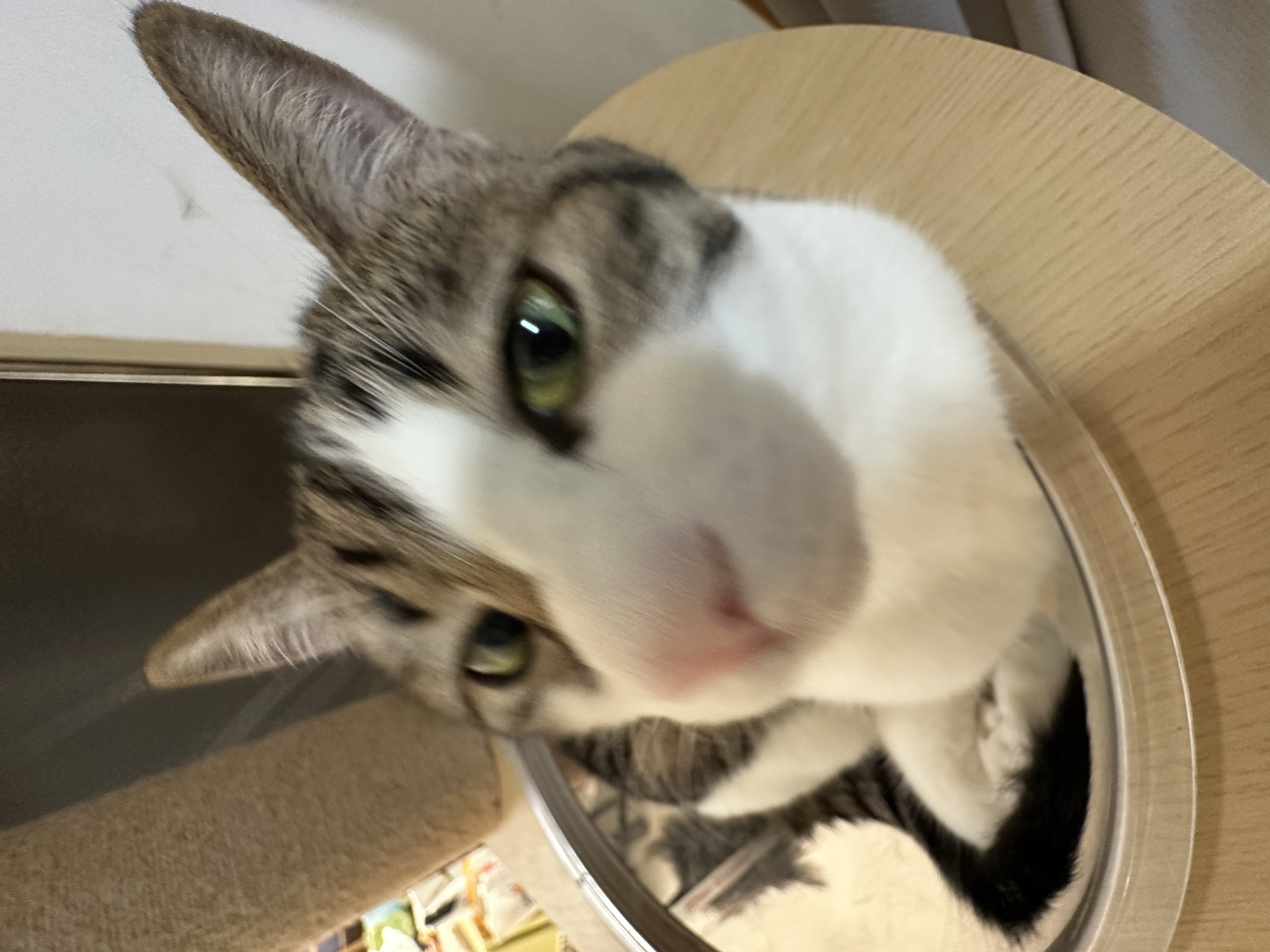 猫咪照片