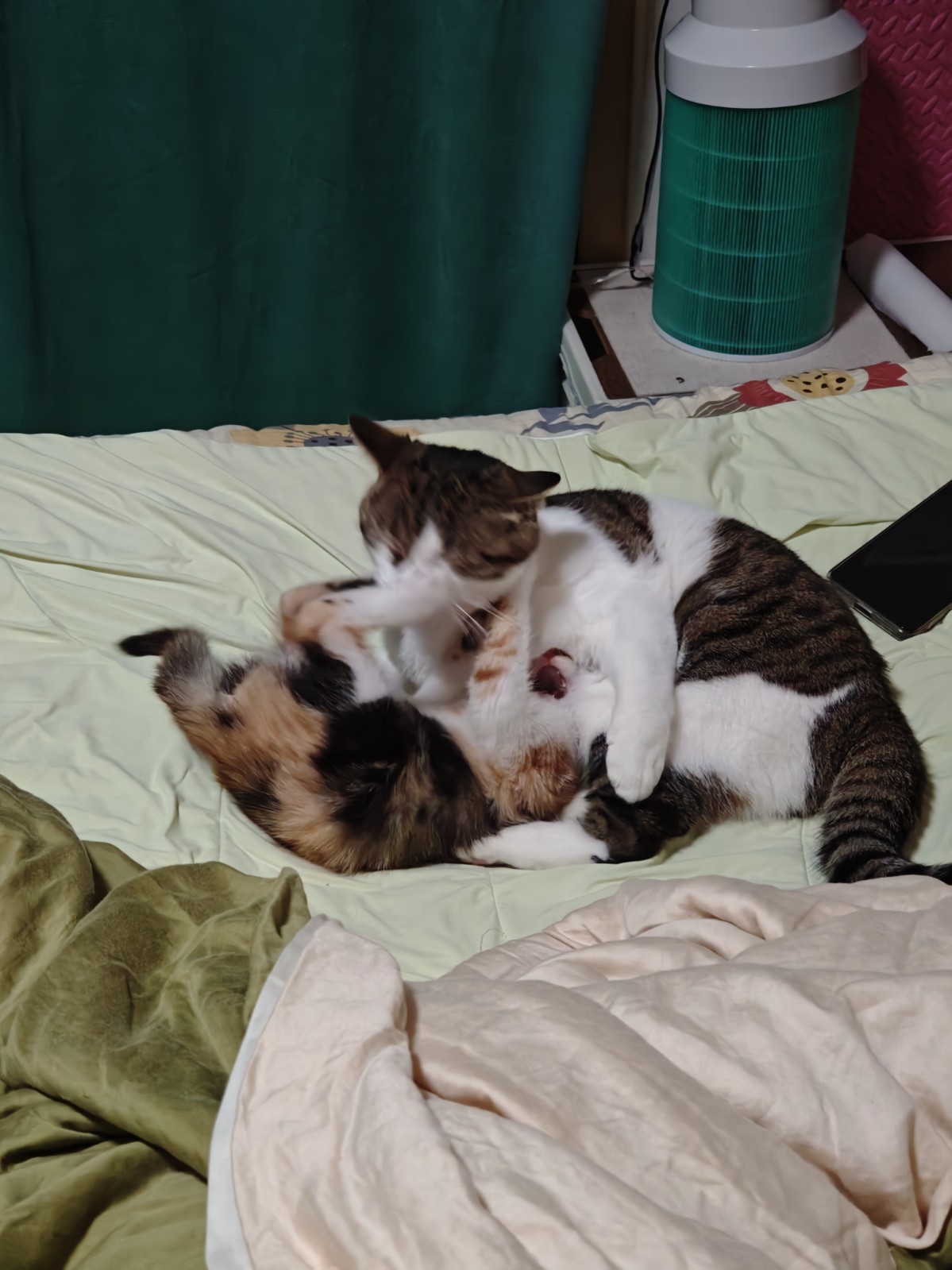 猫咪照片