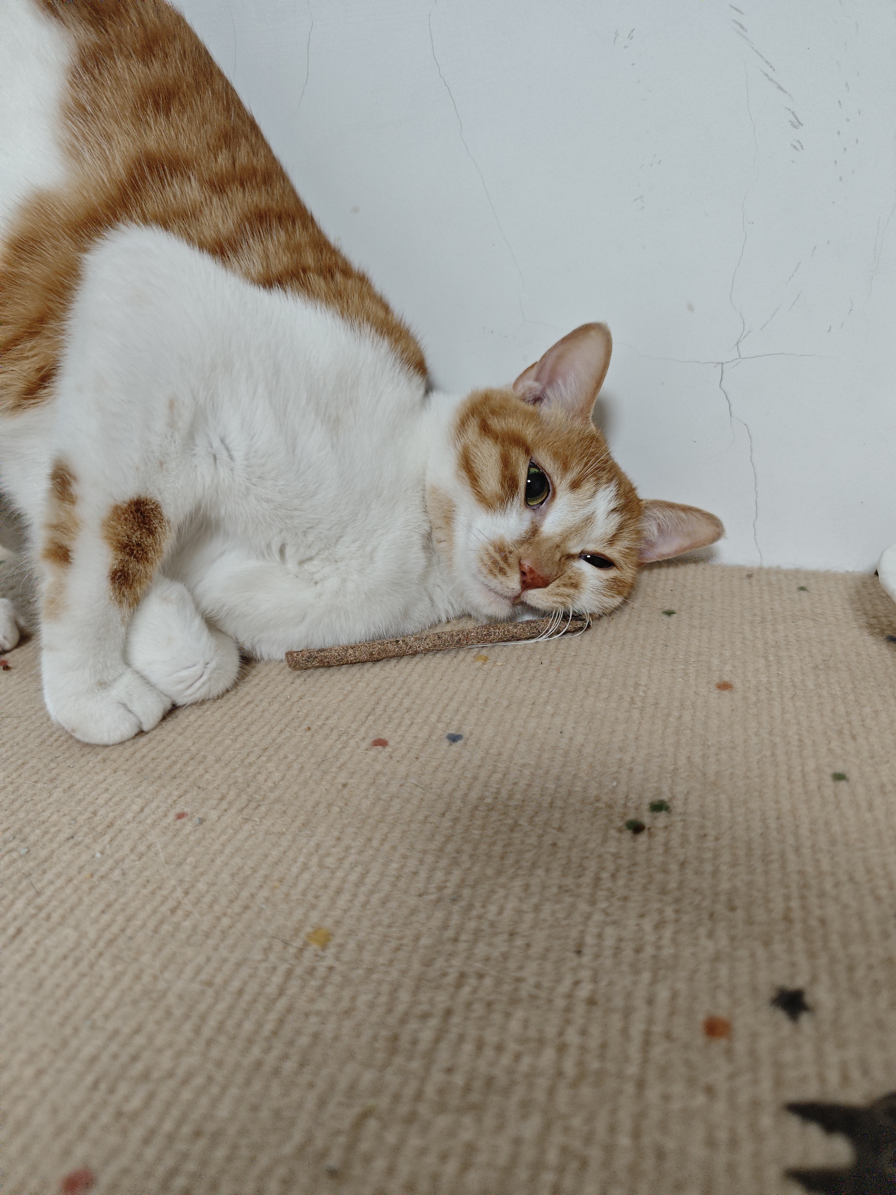 猫咪照片