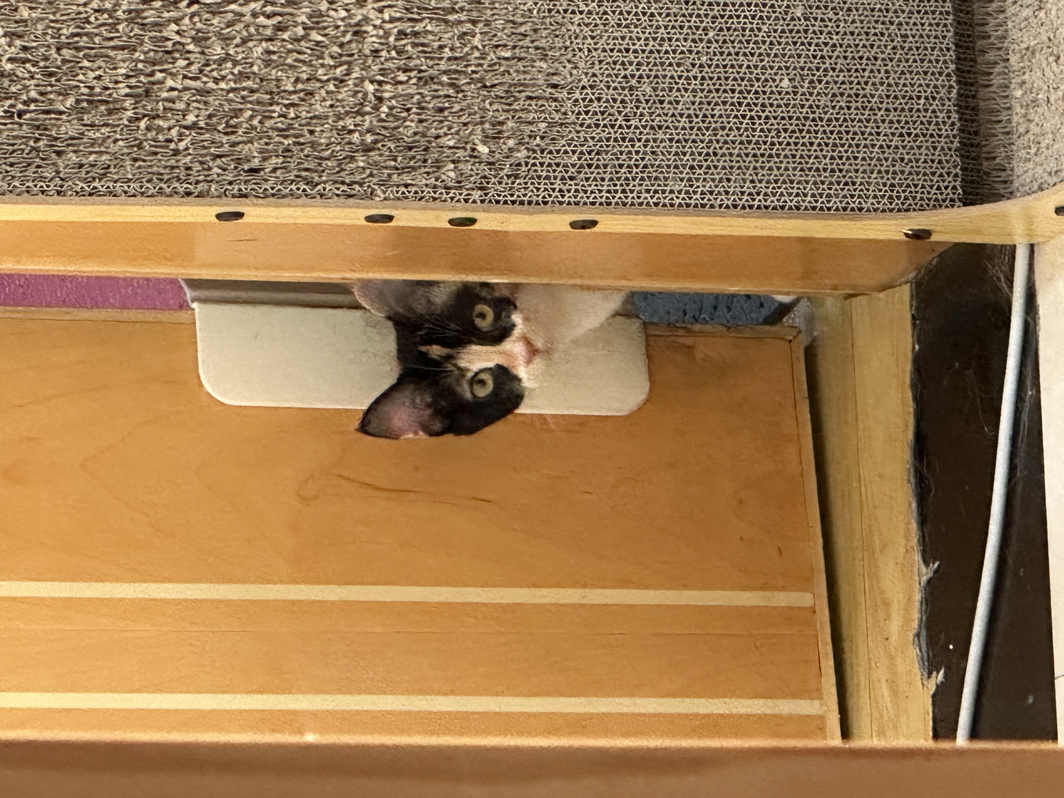 猫咪照片