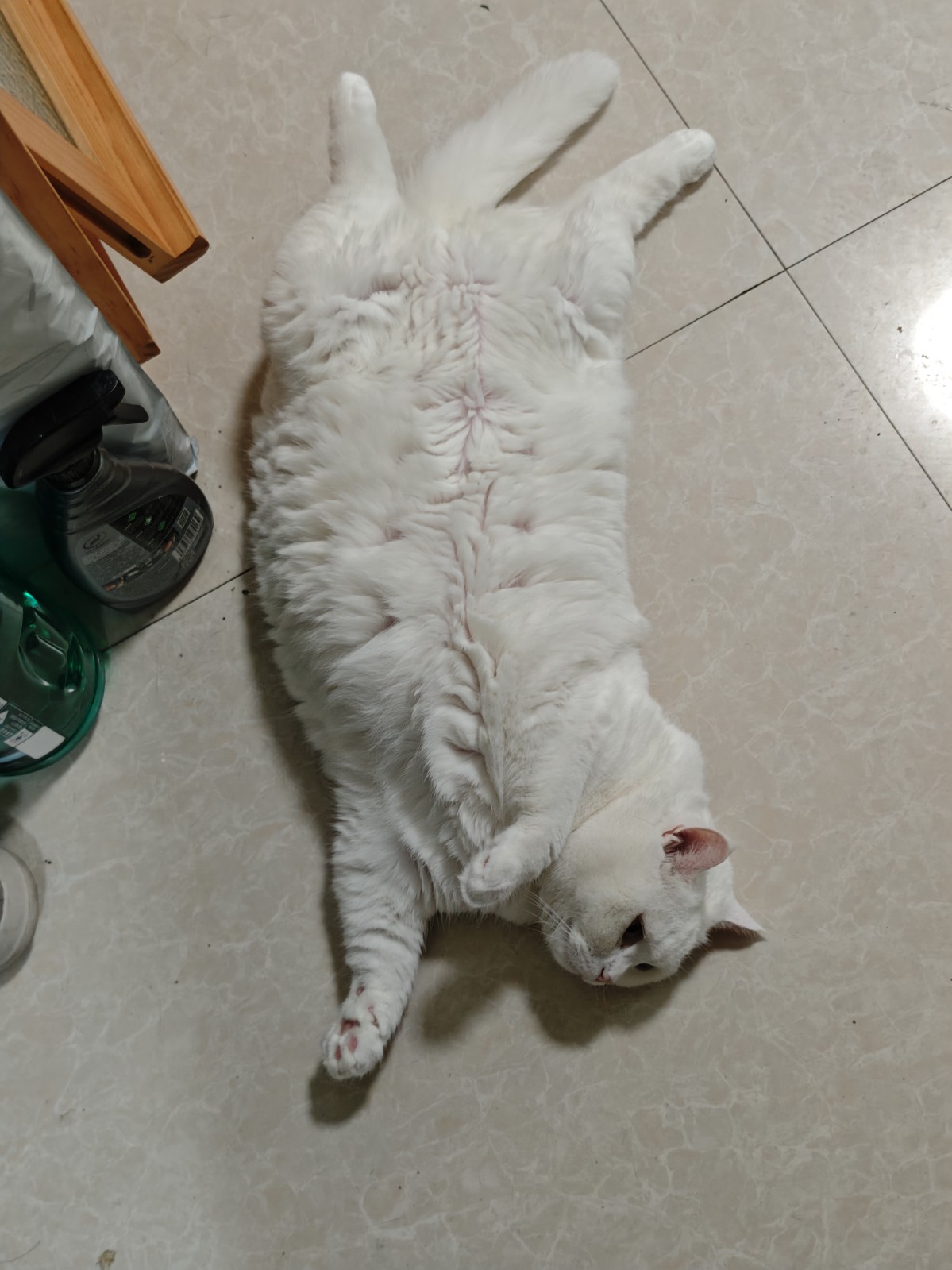 猫咪照片