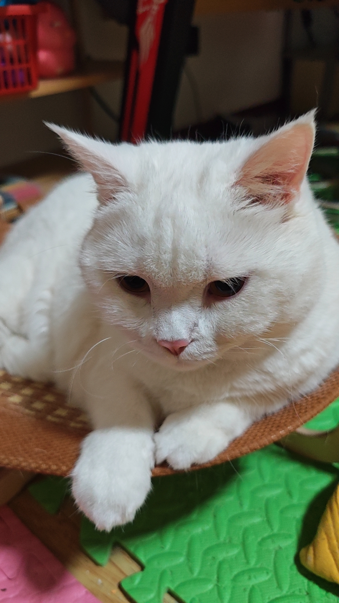 猫咪照片