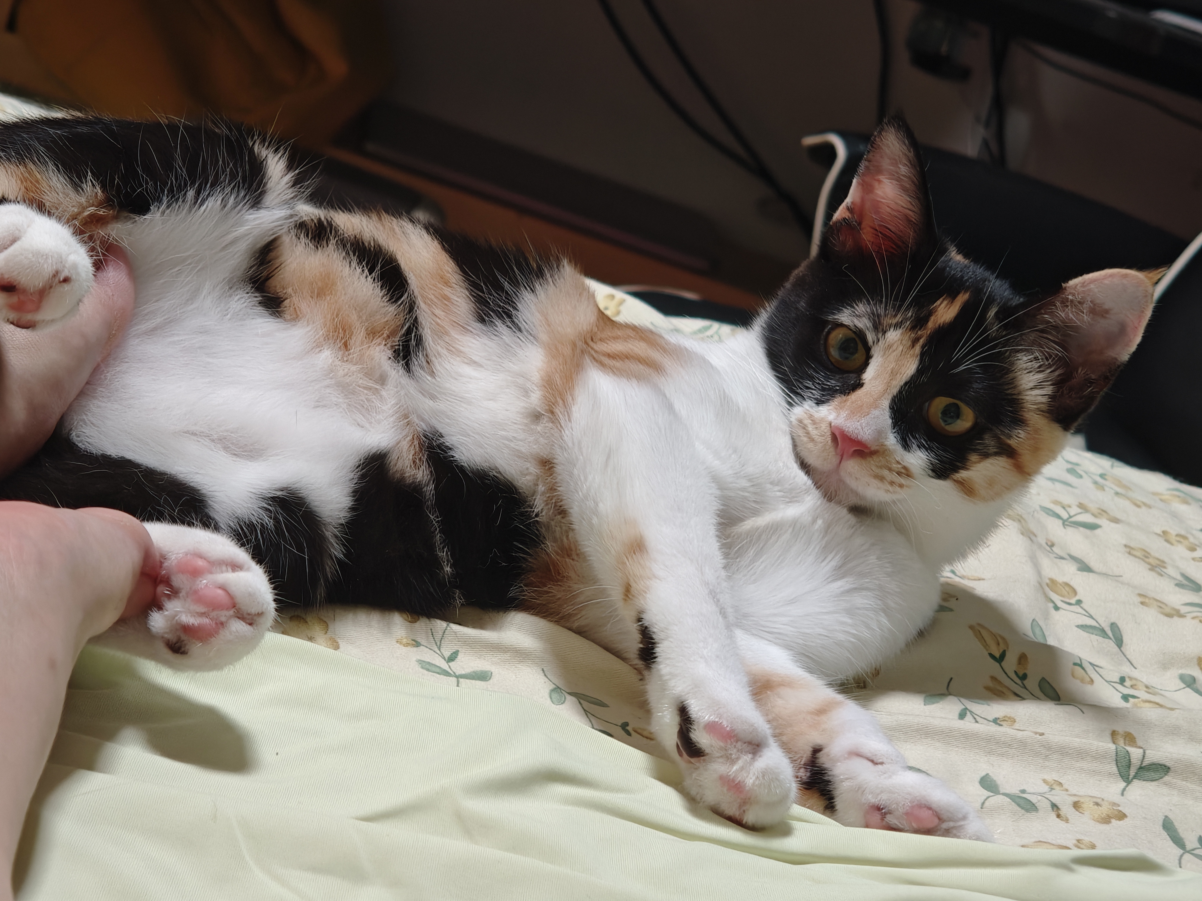 猫咪照片