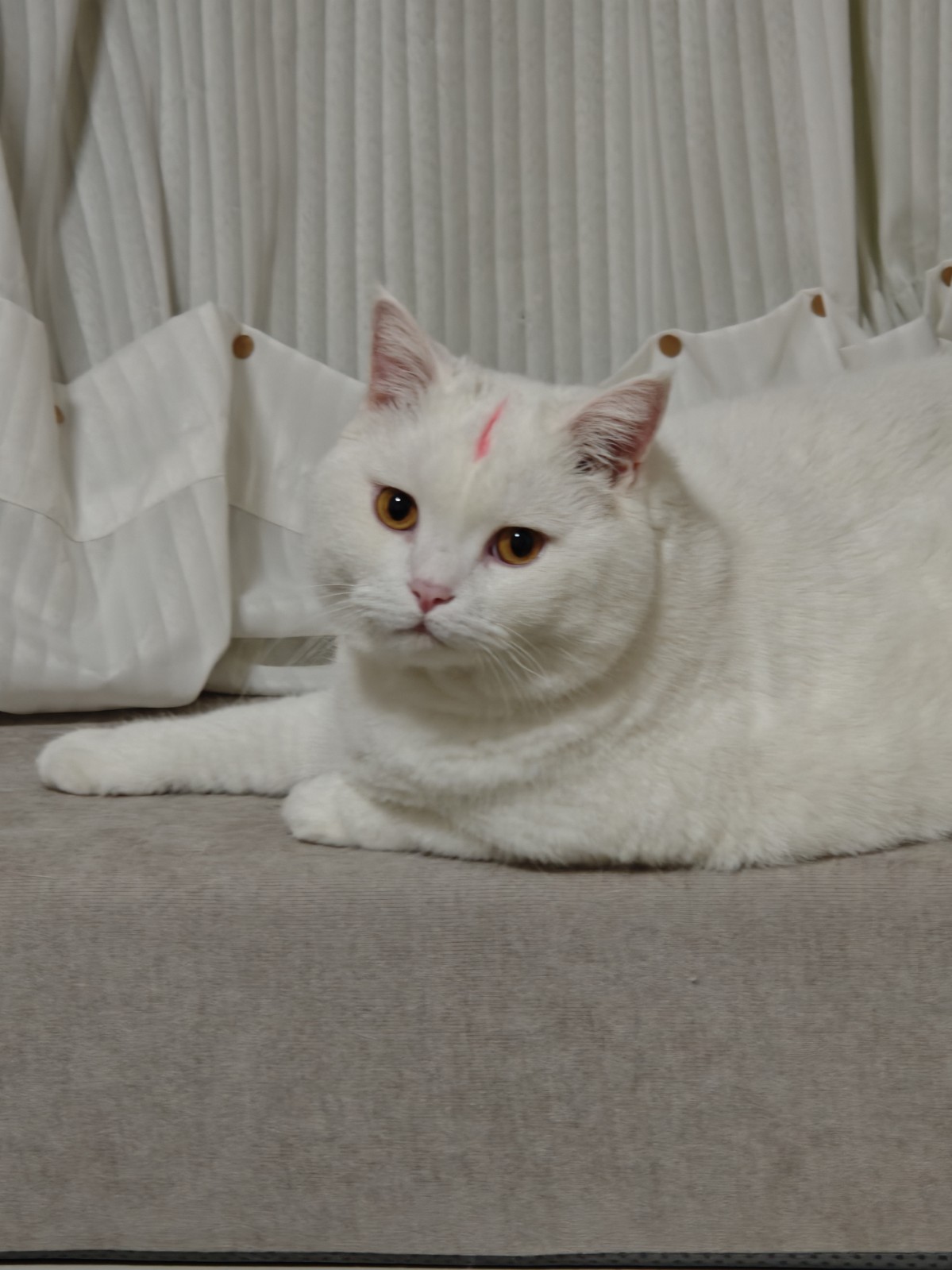 猫咪照片
