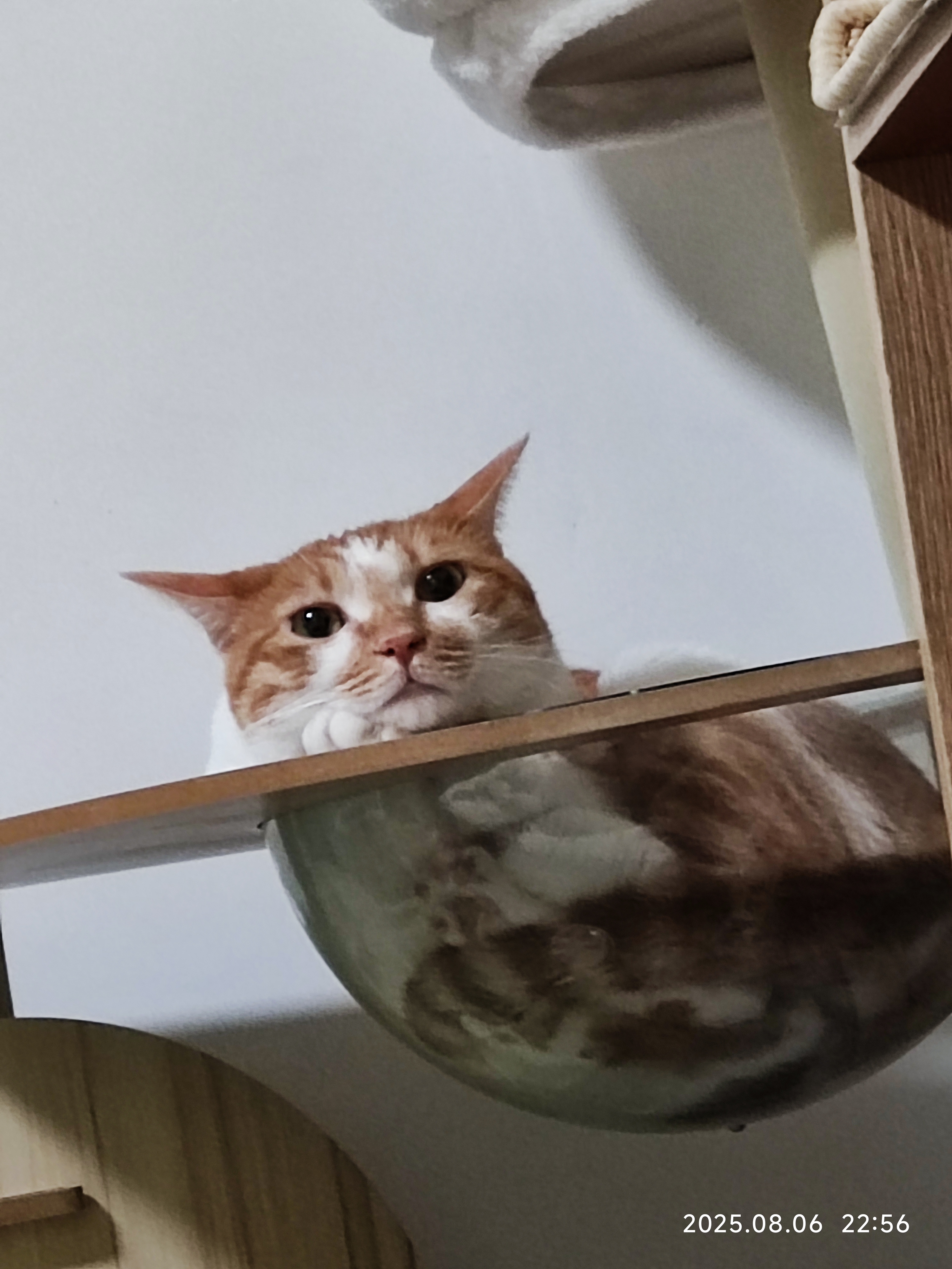 猫咪照片